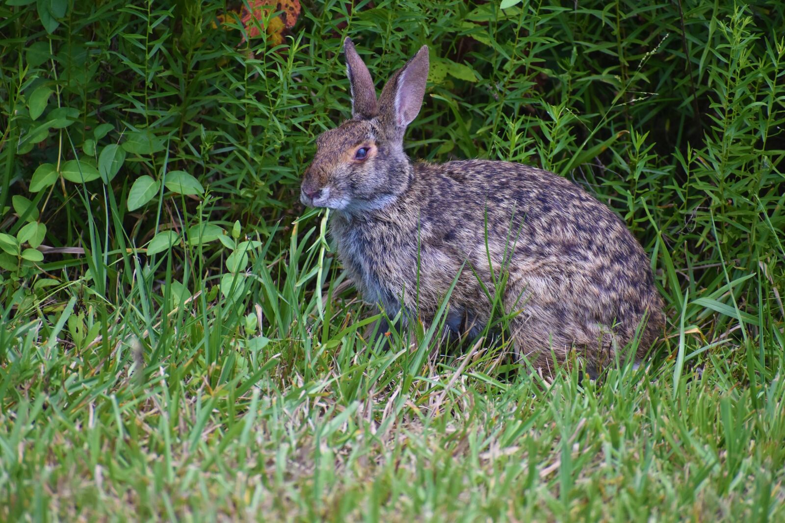Nikon D3500 sample photo. Hare, rabbit, bunny photography
