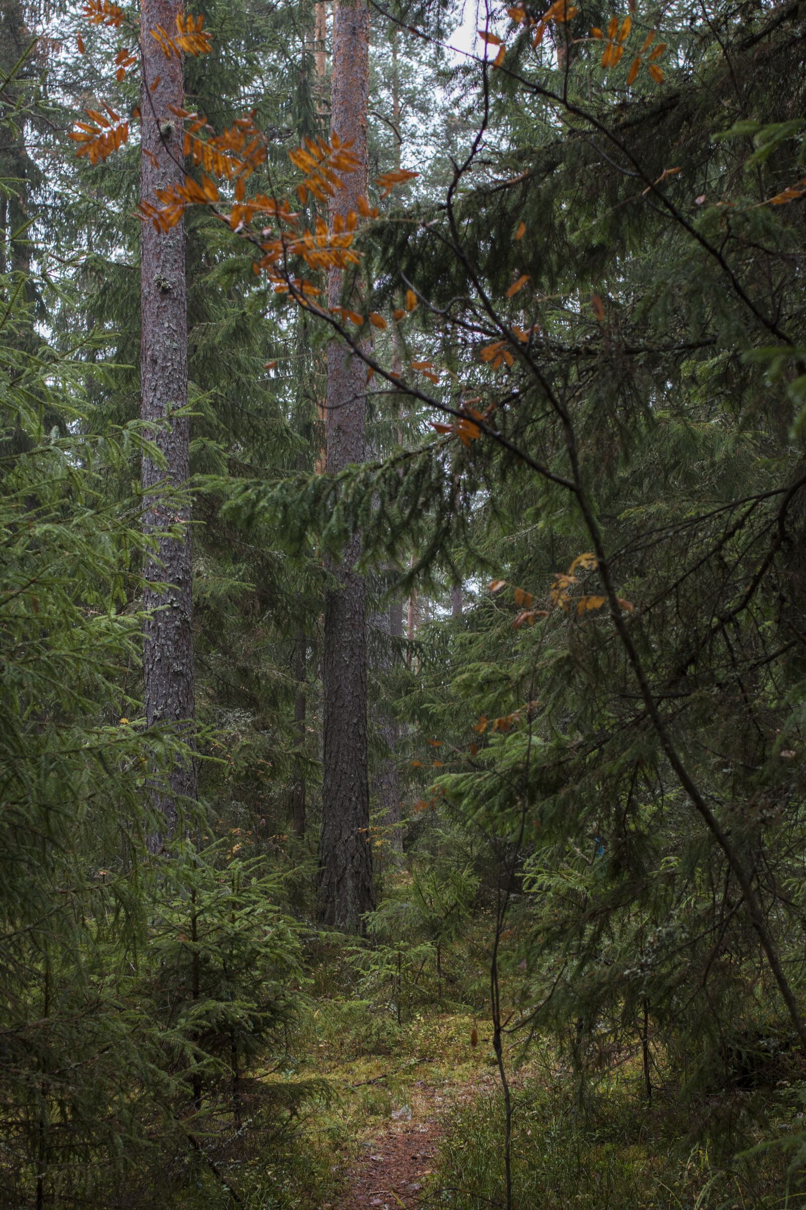 Canon EF 35mm F2 sample photo. Forest, finnish, autumn photography