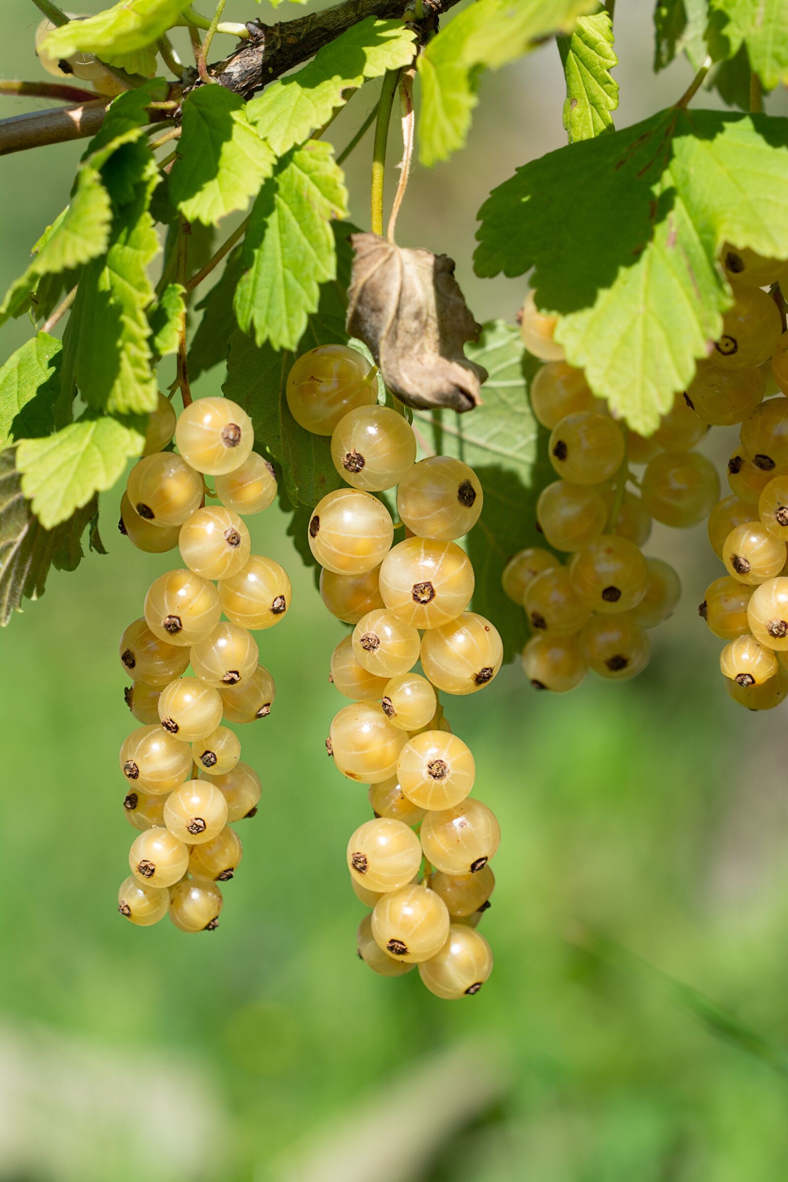 Nikon D7100 sample photo. Currants, currant, white photography