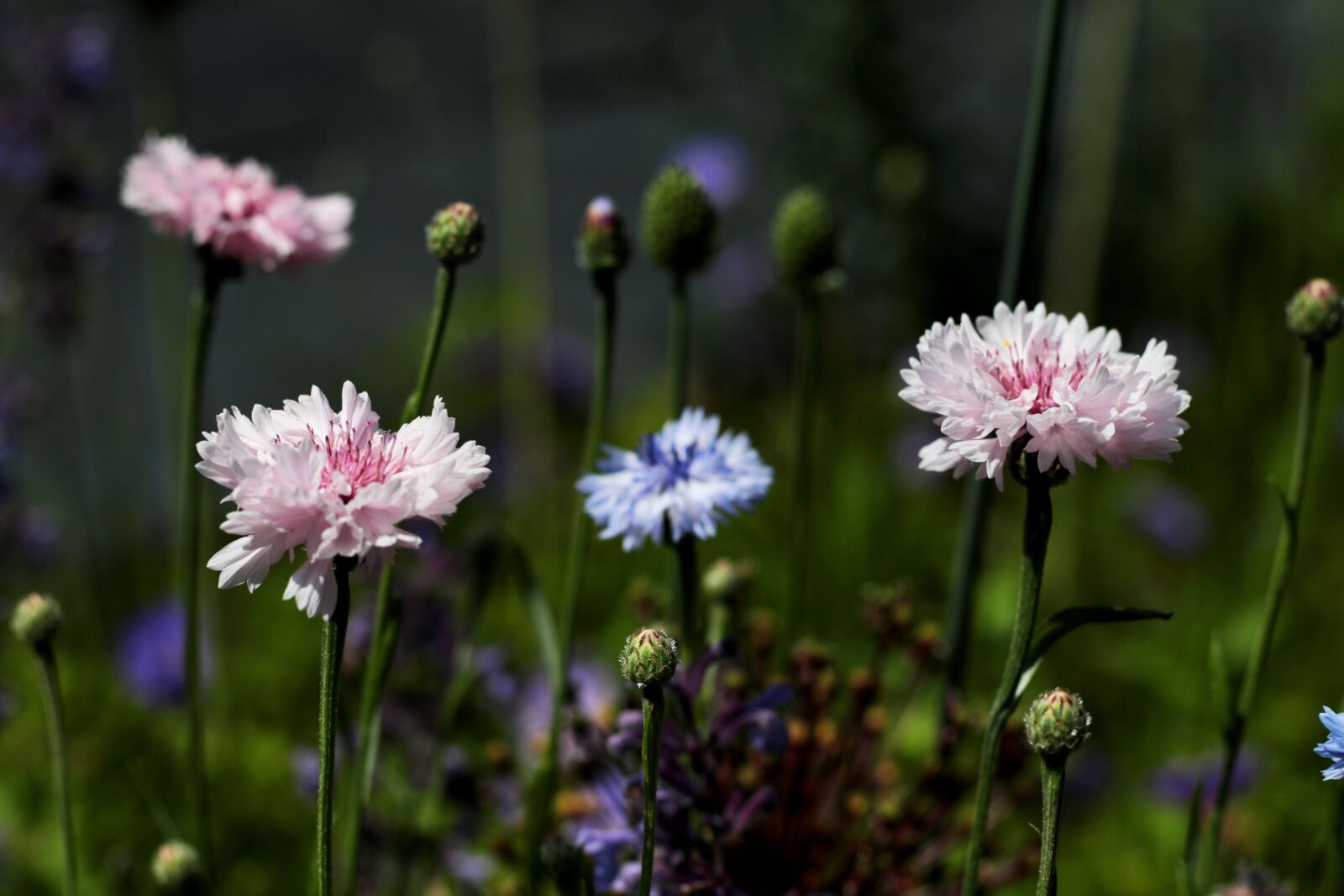 Canon EF 50mm F1.8 STM sample photo. Cornflowers, pink, blue photography