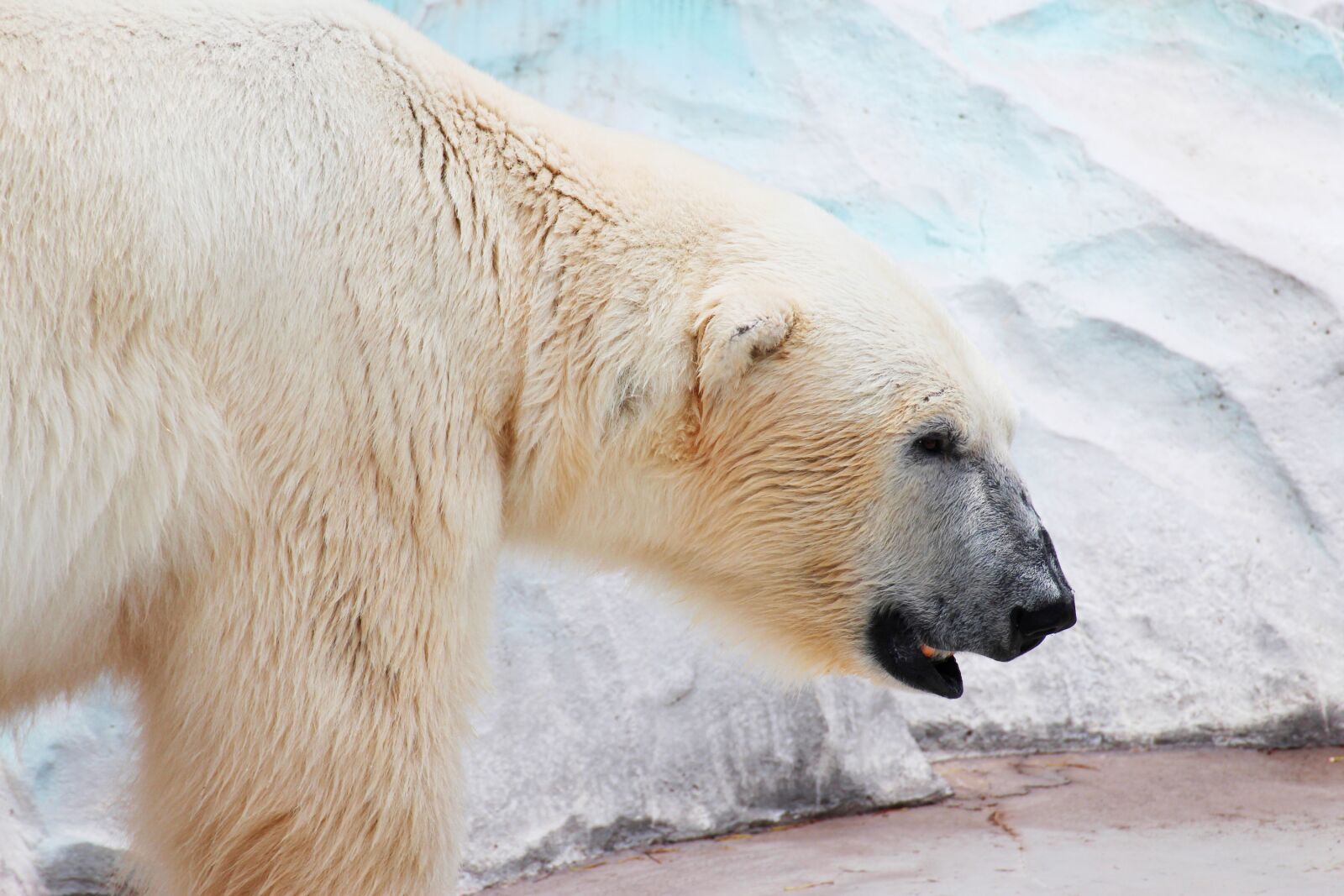 Canon EOS M2 sample photo. Large, animal, zoo photography