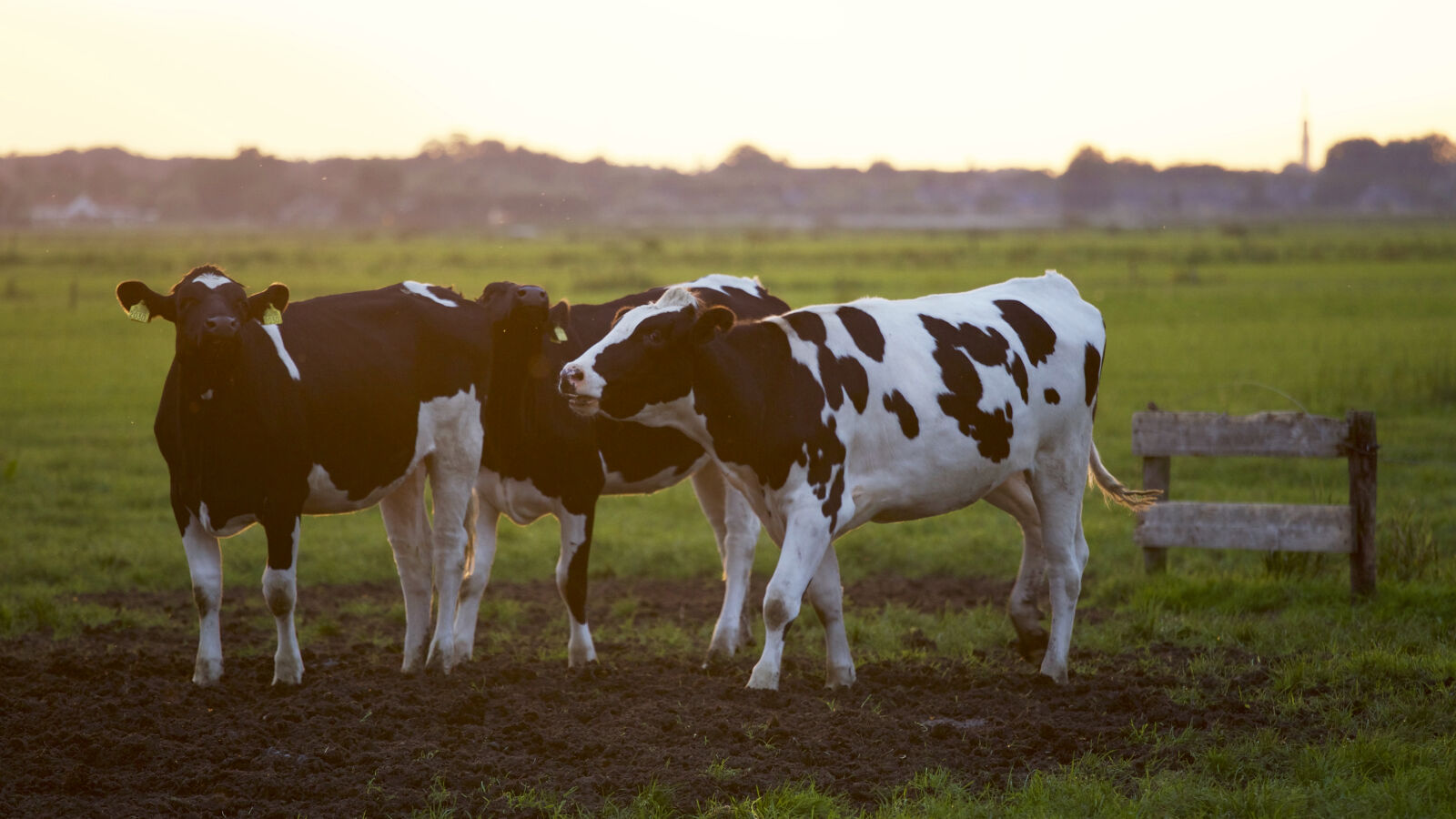 Canon EF 70-200mm F4L IS USM sample photo. Agriculture, animal, animal, photography photography