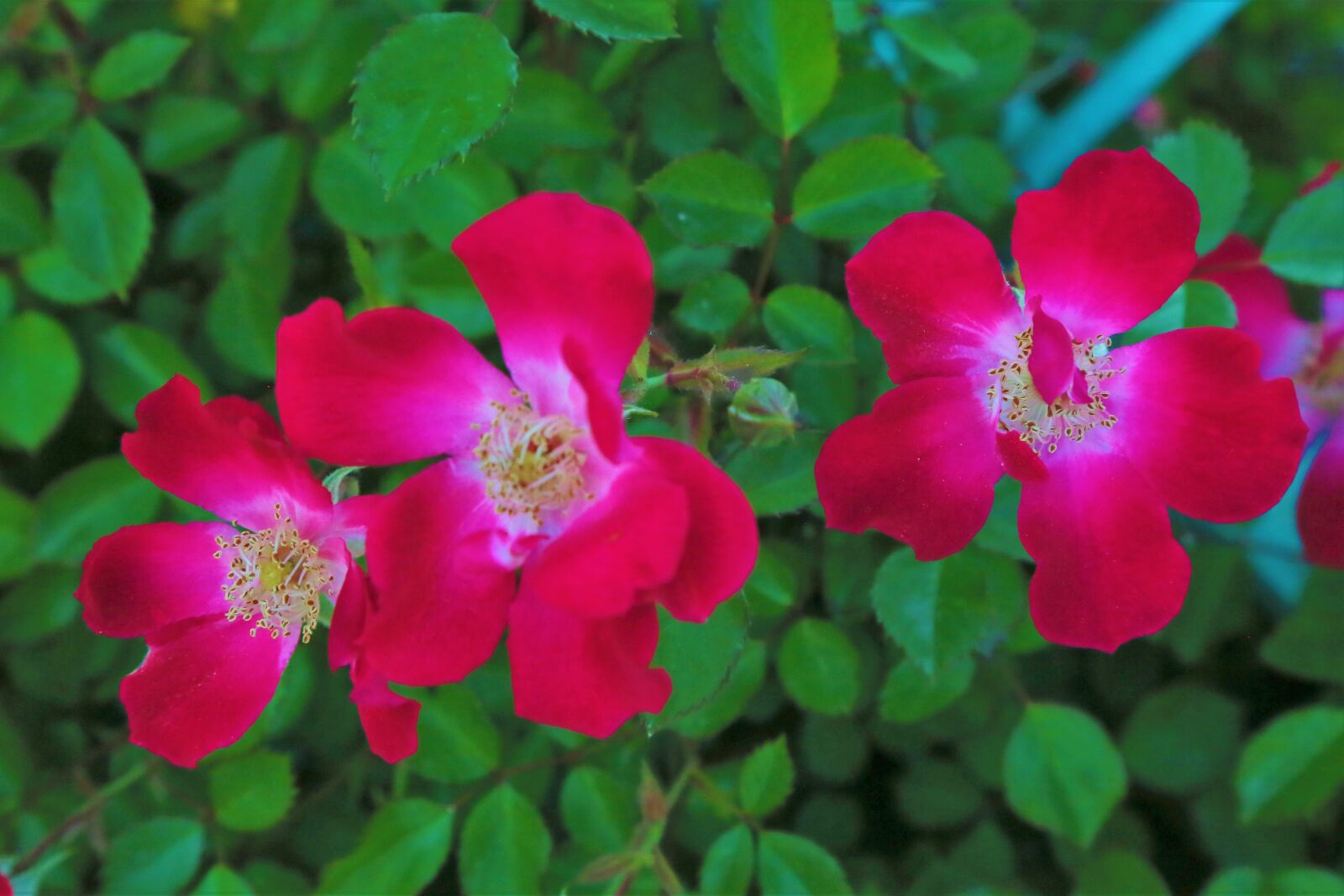 Canon EF 24-105mm F4L IS USM sample photo. Flowers, spring, nature photography