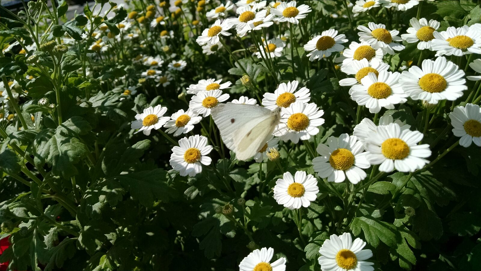 Motorola XT1080 sample photo. Butterfly, flower, flowers, moth photography
