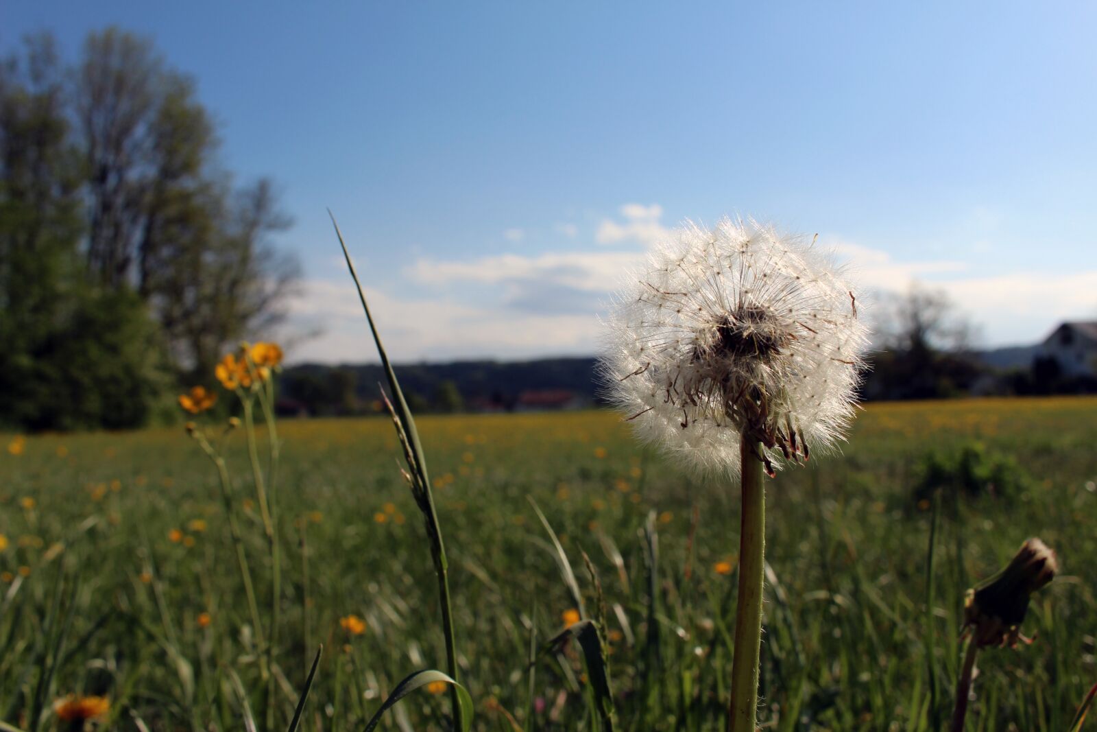 Canon EOS 700D (EOS Rebel T5i / EOS Kiss X7i) sample photo. Dandelion, landscape, spring photography
