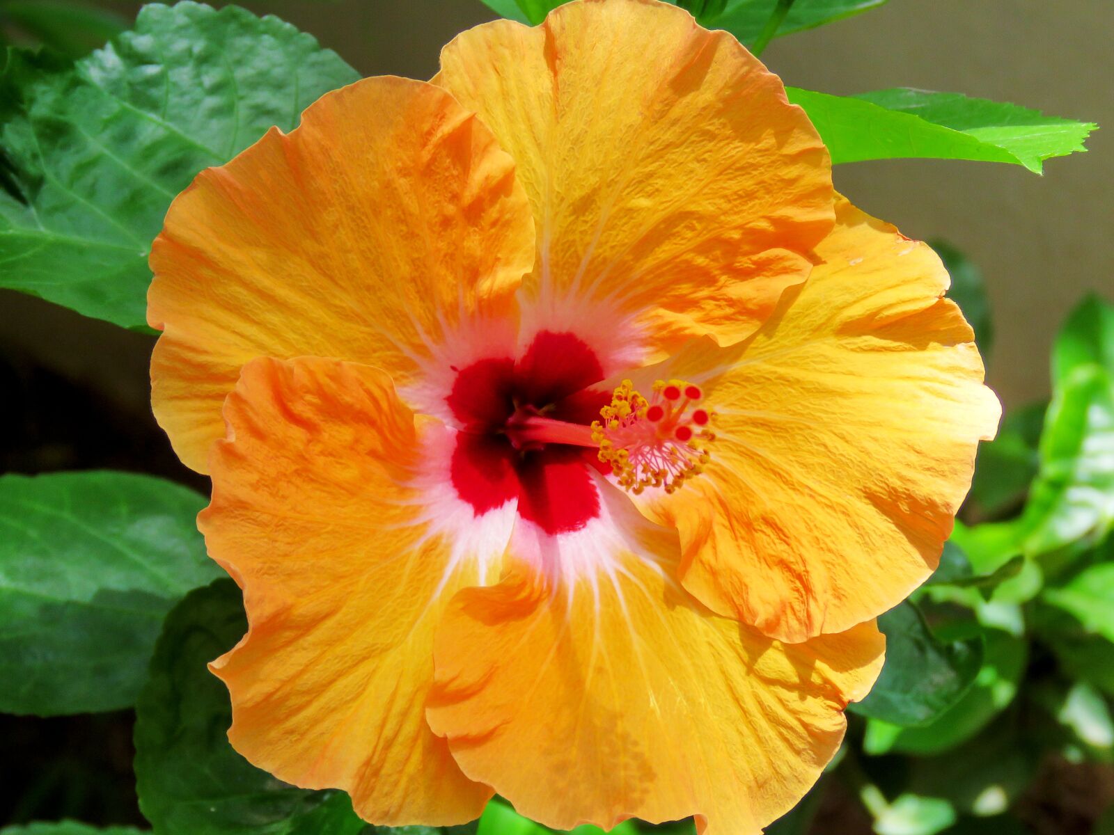 Canon PowerShot SX60 HS sample photo. Hibiscus, flower, hibiscus flower photography