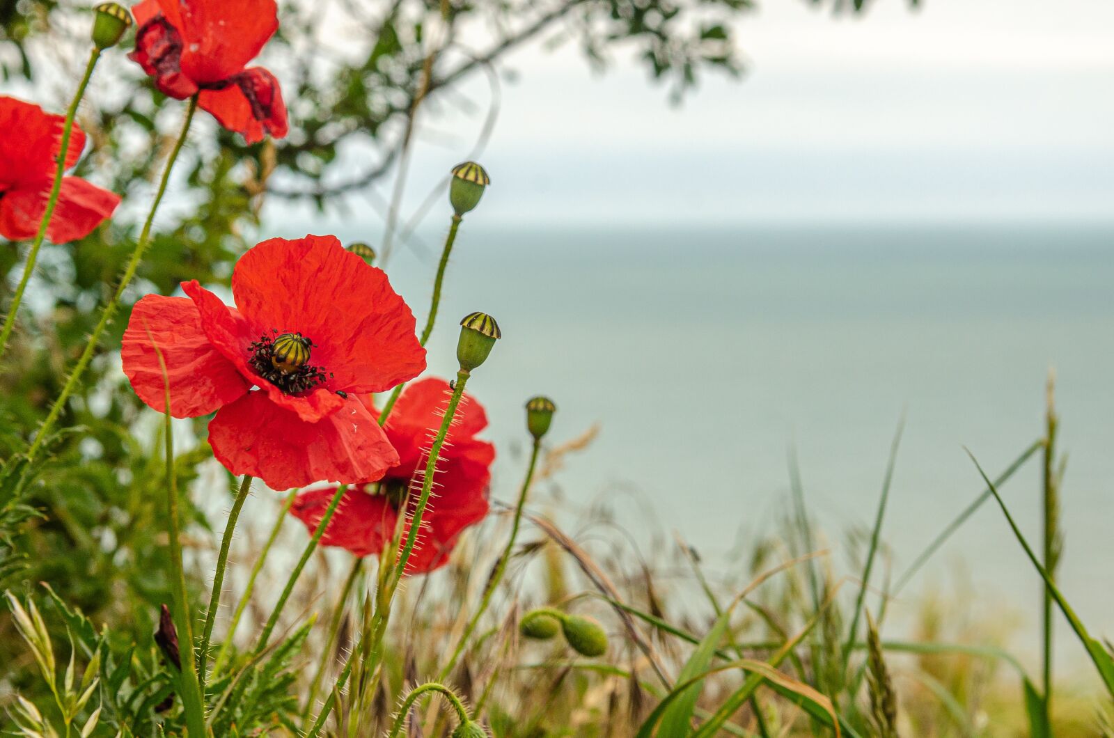 Nikon D7000 sample photo. Flower, poppy, red photography