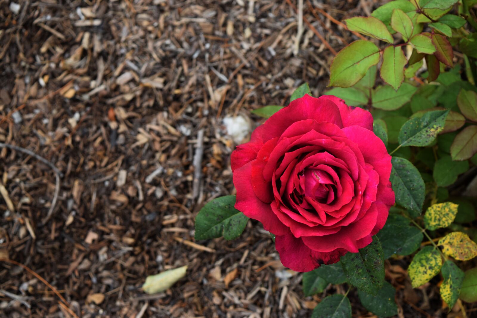 Nikon D3300 sample photo. Red, passion, rose photography