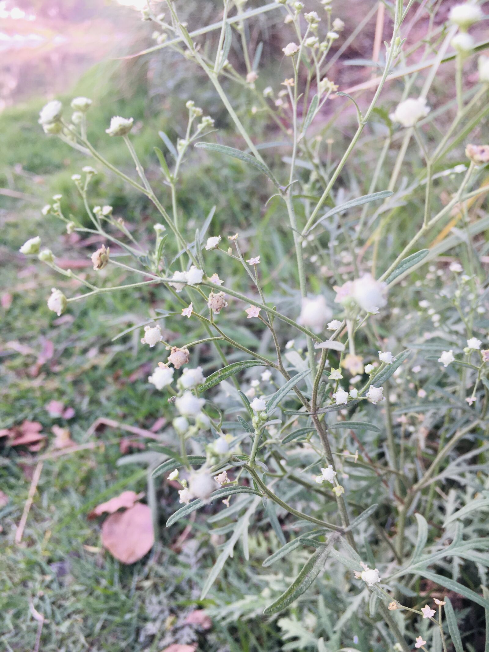Apple iPhone 6s sample photo. Green, flowers, nature photography