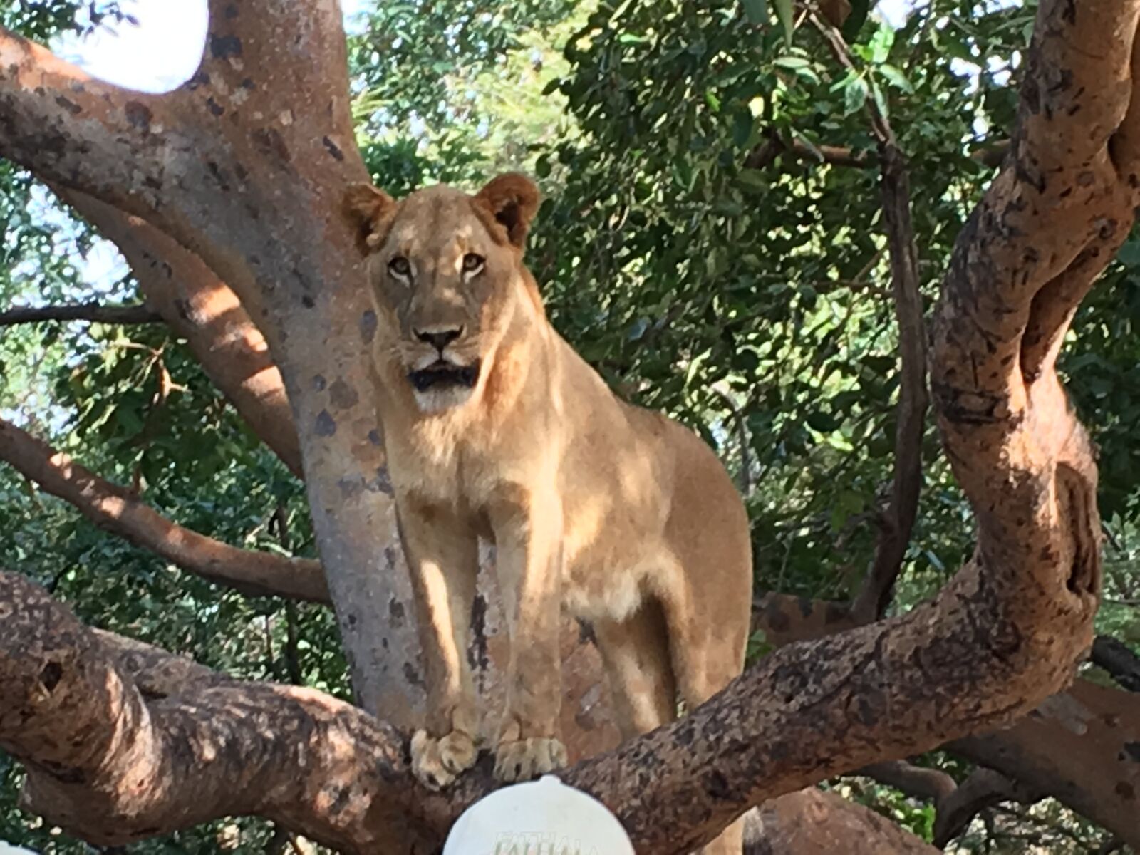 Apple iPhone 6s + iPhone 6s back camera 4.15mm f/2.2 sample photo. Lioness, africa, animals photography