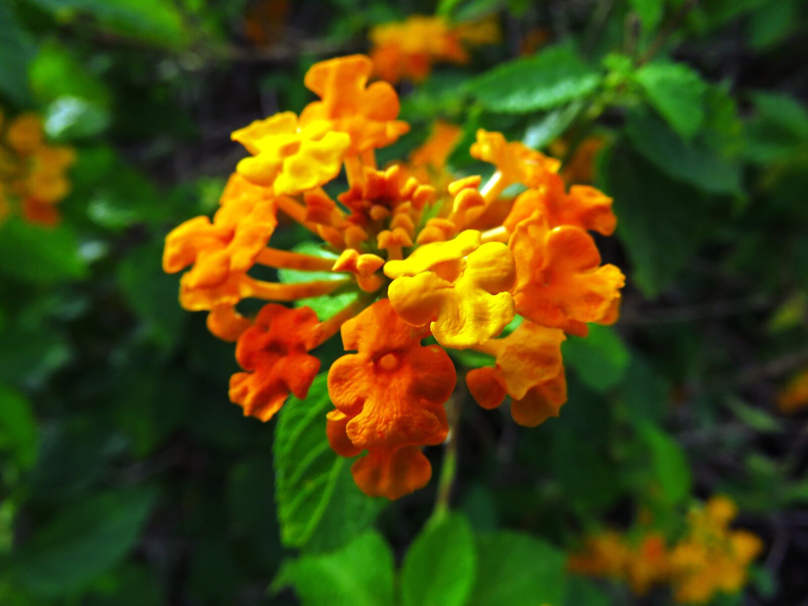 Canon PowerShot SX60 HS sample photo