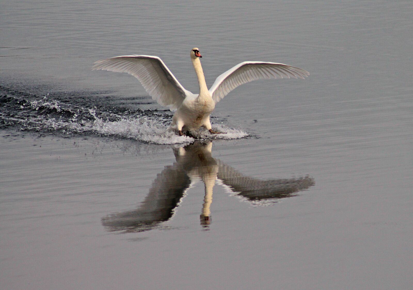 Canon EOS 700D (EOS Rebel T5i / EOS Kiss X7i) sample photo. Water bird, swan, lake photography