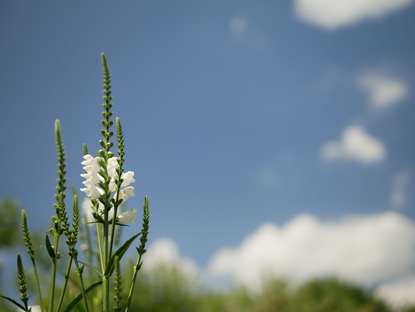 Panasonic Lumix DMC-G85 (Lumix DMC-G80) sample photo. Sky, blue, flowers photography