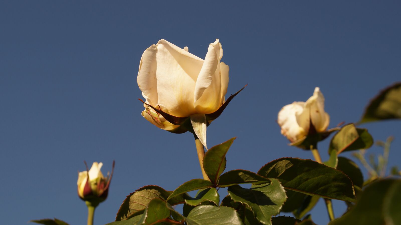 Sony SLT-A57 sample photo. Roses, flowers, floral photography