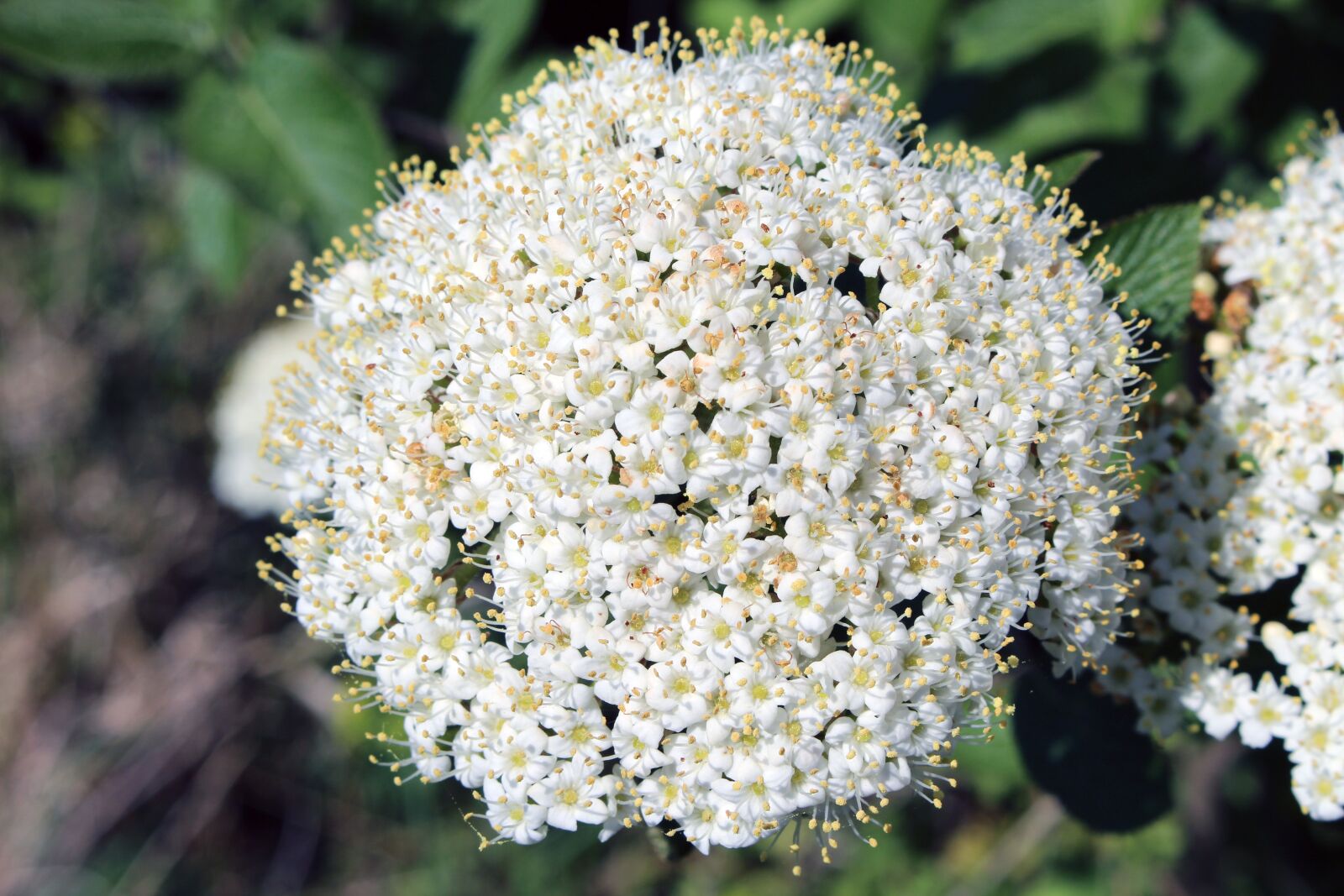 Canon EOS 700D (EOS Rebel T5i / EOS Kiss X7i) sample photo. Flower, nature, flowers photography