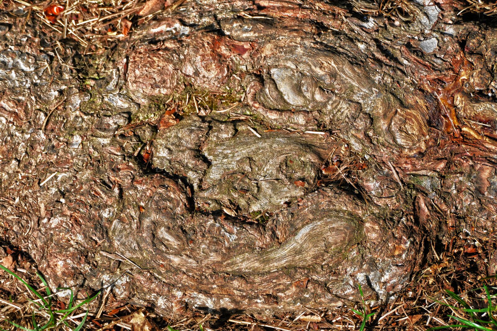 Panasonic Lumix DMC-FZ1000 sample photo. Root, wood, structure photography