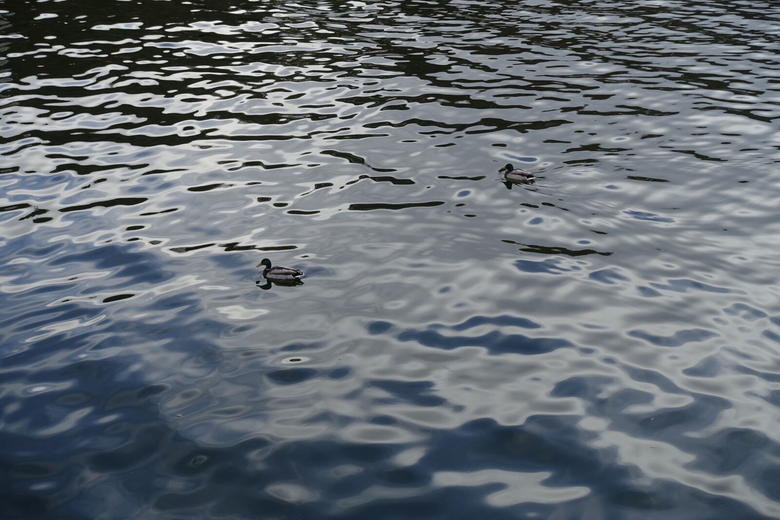 Sony Cyber-shot DSC-RX100 III sample photo. Ducks, ducks swimming, sea photography