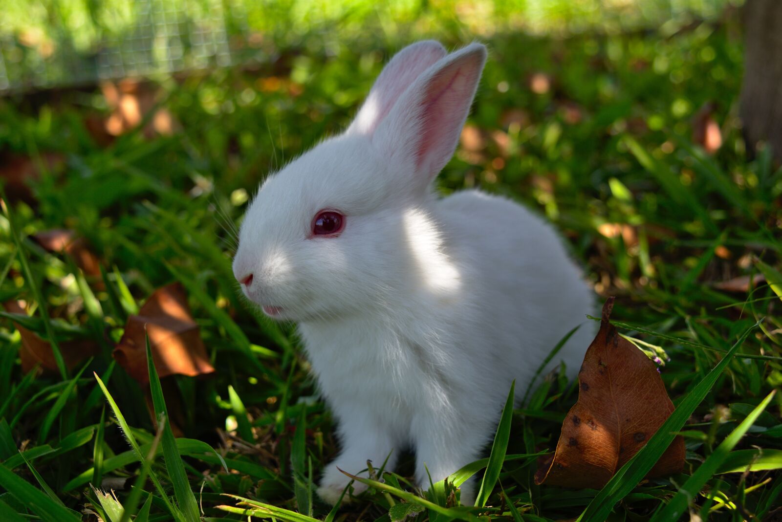 Nikon D7200 sample photo. Rabbit, grass, cute photography