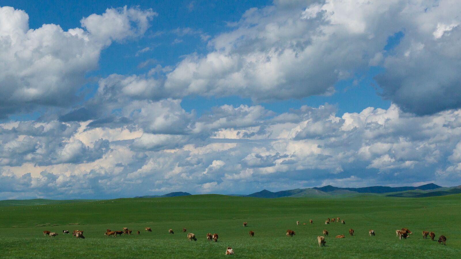 Sony a5100 sample photo. Cow, sheep, prairie photography