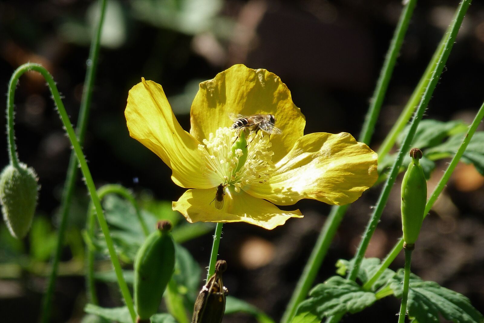 Panasonic Lumix DMC-FZ40 (Lumix DMC-FZ45) sample photo. Yellow, poppy, hoverfly photography