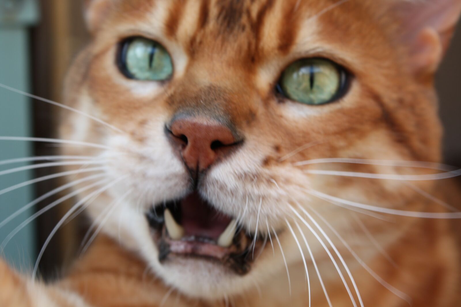 Canon EOS 450D (EOS Rebel XSi / EOS Kiss X2) sample photo. Green eyes, bengal, feline photography