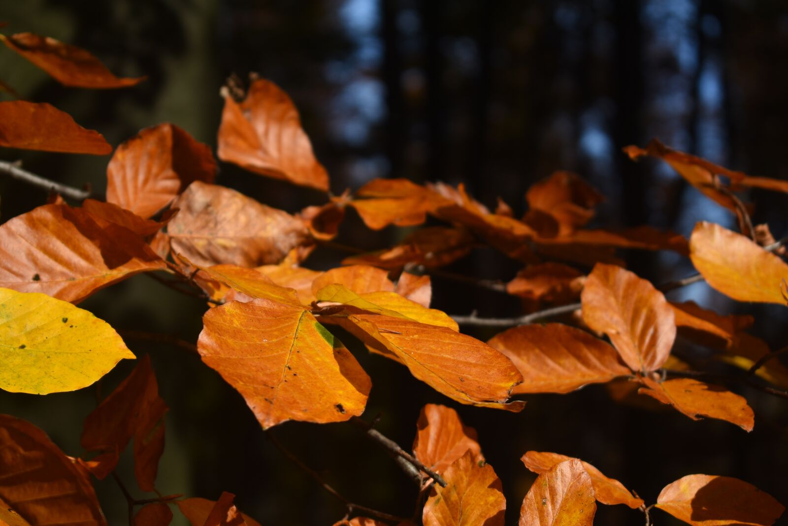Nikon D7200 sample photo. Leaves, autumn, nature photography