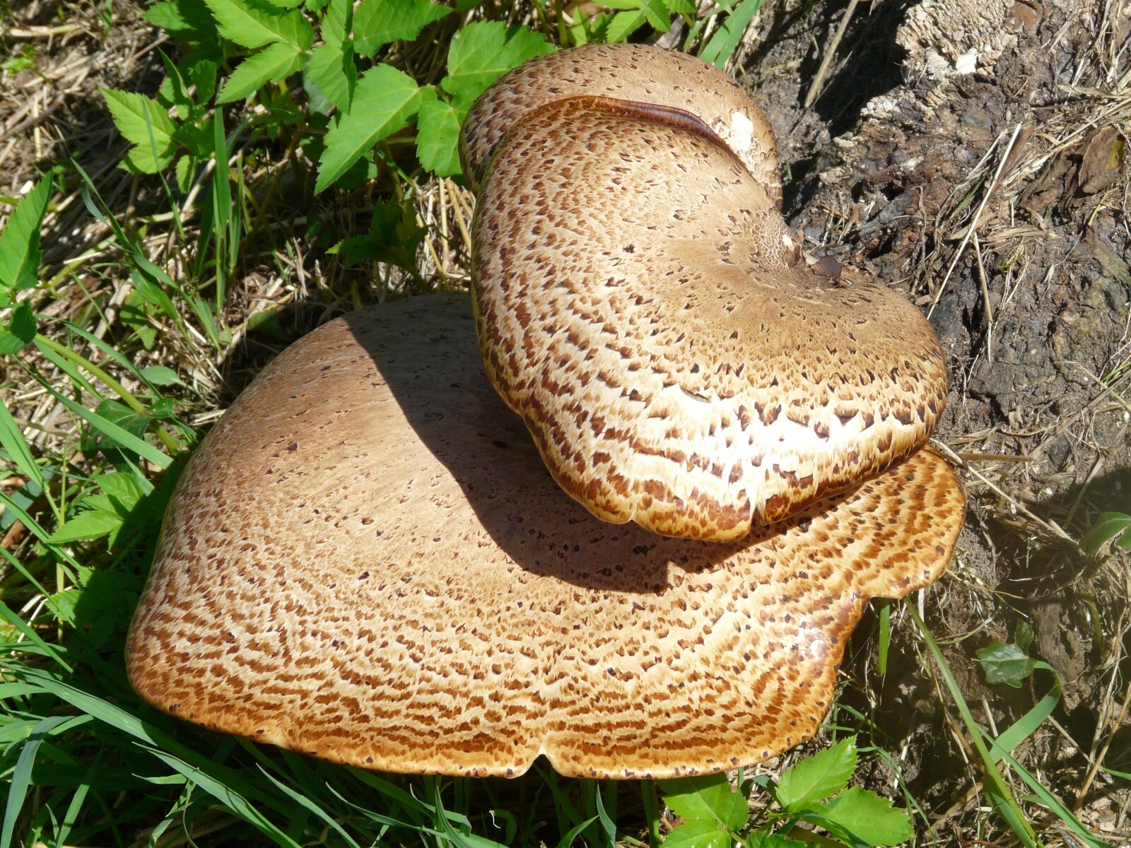 Panasonic DMC-FZ18 sample photo. Mushroom, tree fungus, polyporus photography