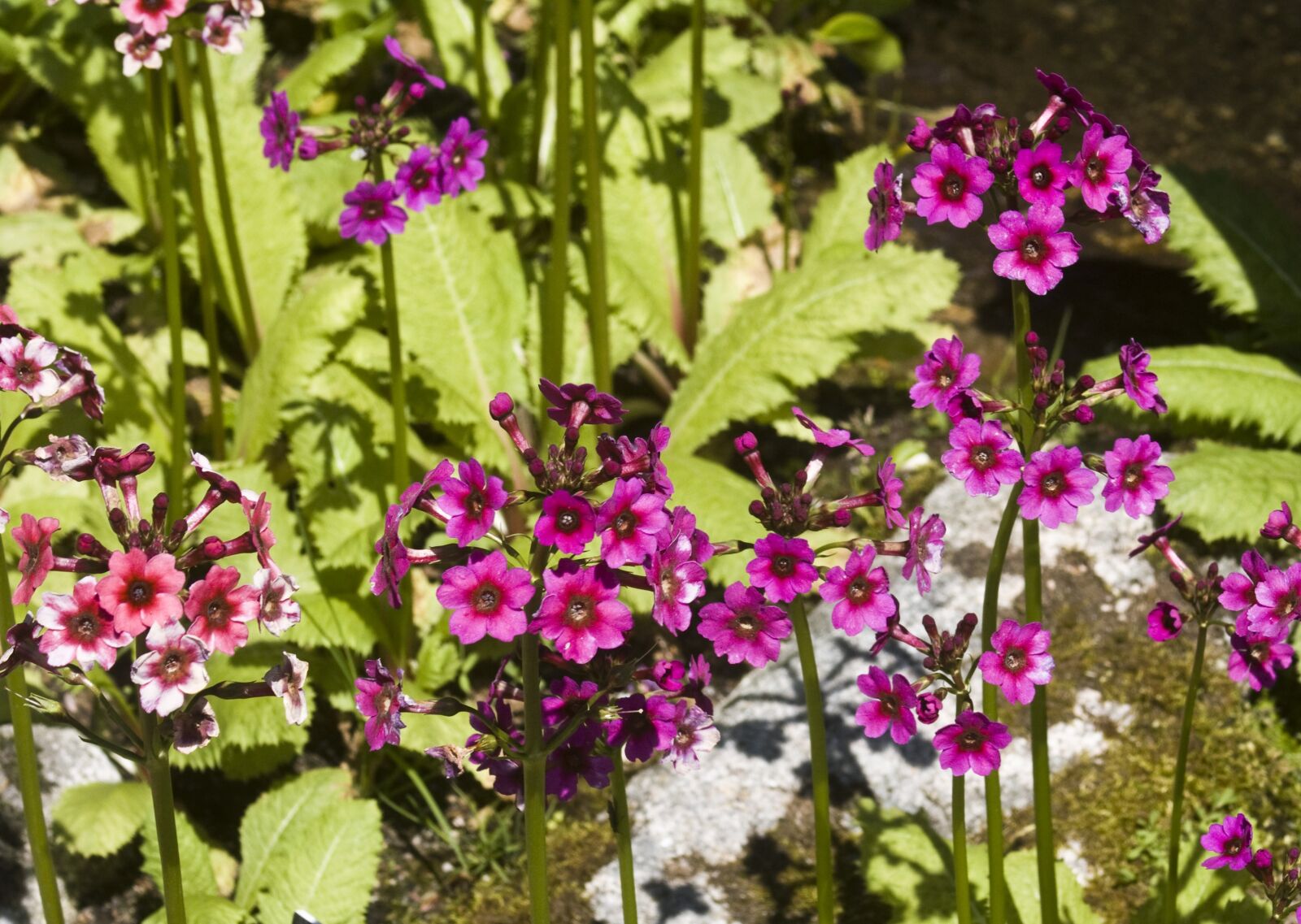 Canon EOS 1000D (EOS Digital Rebel XS / EOS Kiss F) sample photo. Mountain flowers, garden, botanical photography