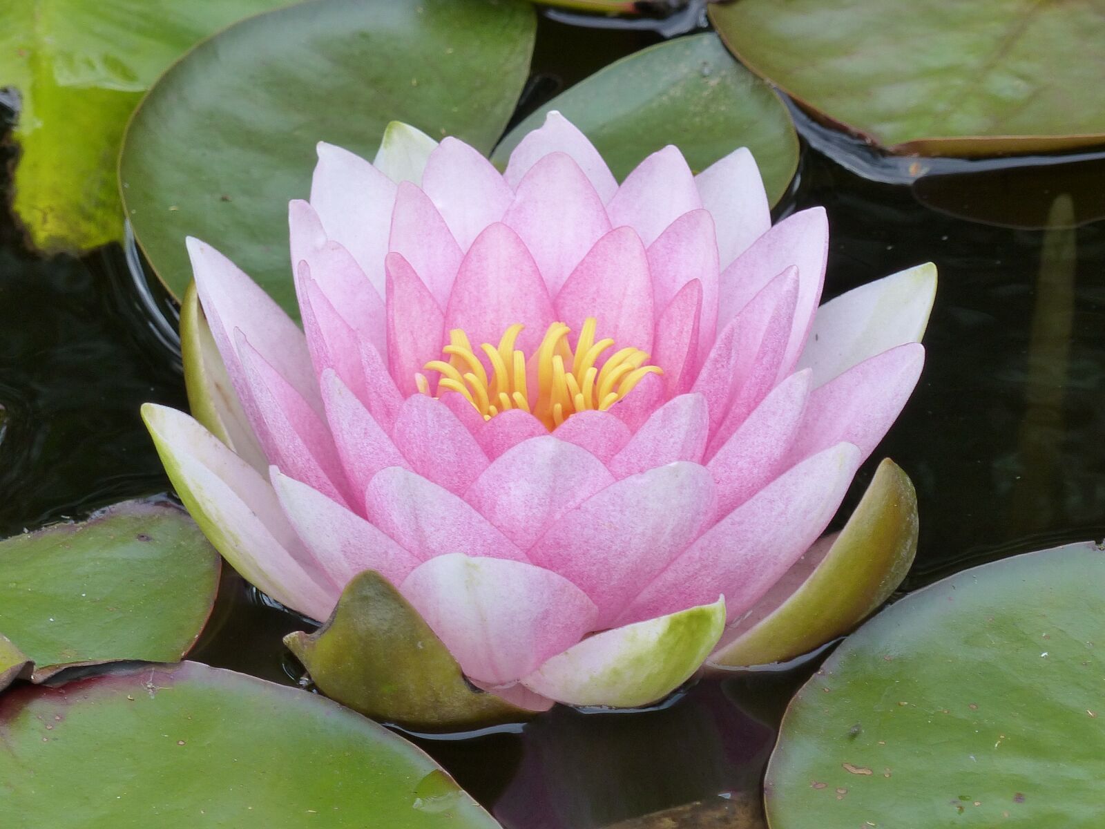 Panasonic Lumix DMC-FZ200 sample photo. Water lily, pink, leaf photography