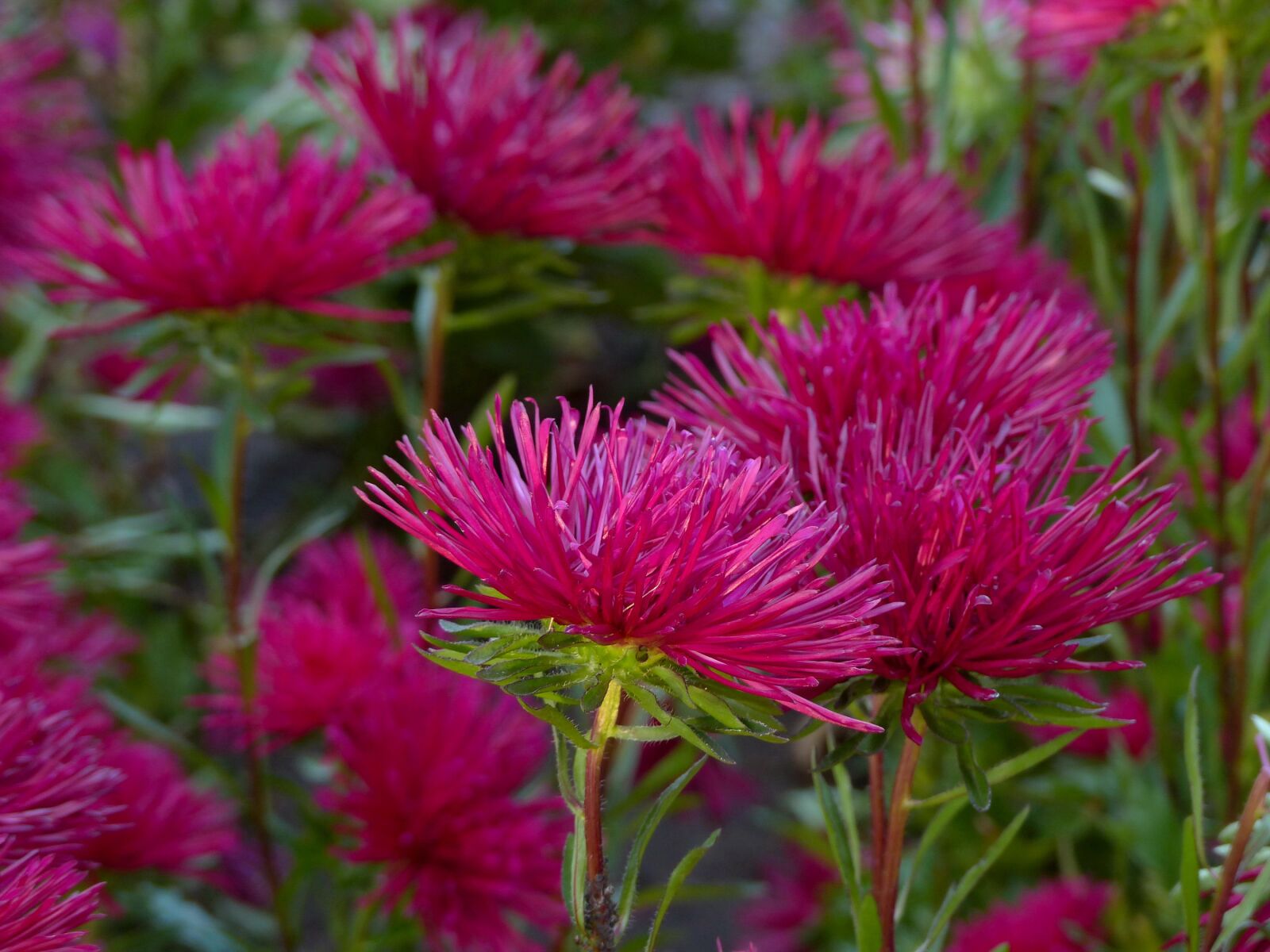 Panasonic Lumix DMC-FZ200 sample photo. Asters, flowers, autumn photography
