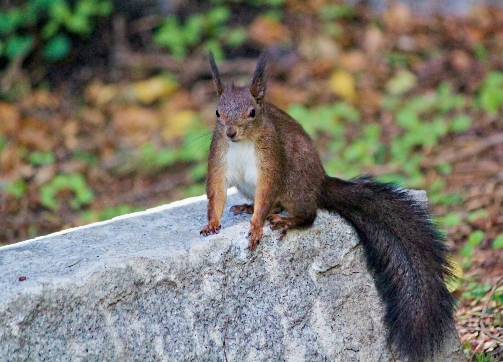 Canon EOS 550D (EOS Rebel T2i / EOS Kiss X4) sample photo. The squirrel, sitting, stone photography