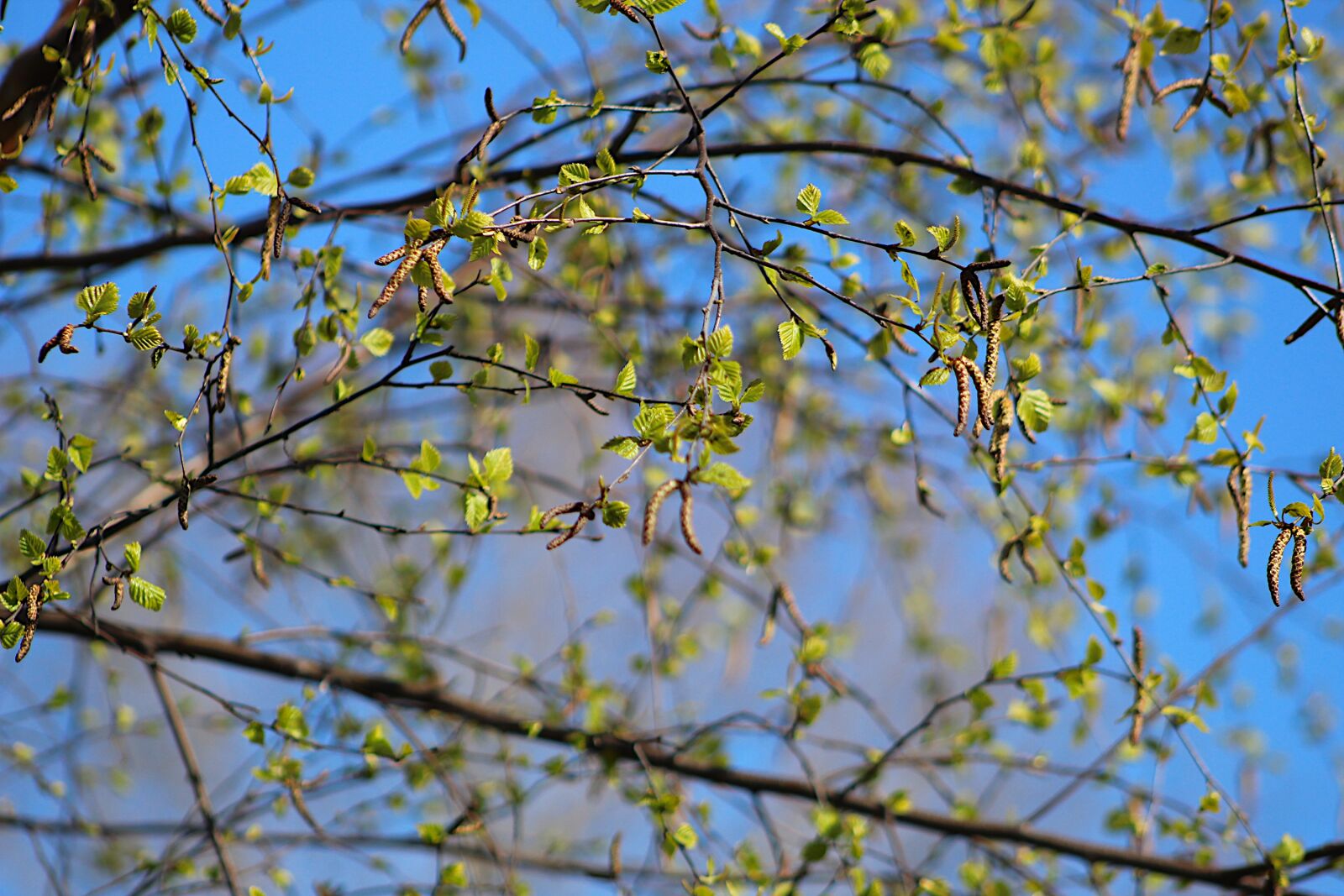 Canon EOS 4000D (EOS Rebel T100 / EOS 3000D) sample photo. Nature, plants, gentle photography