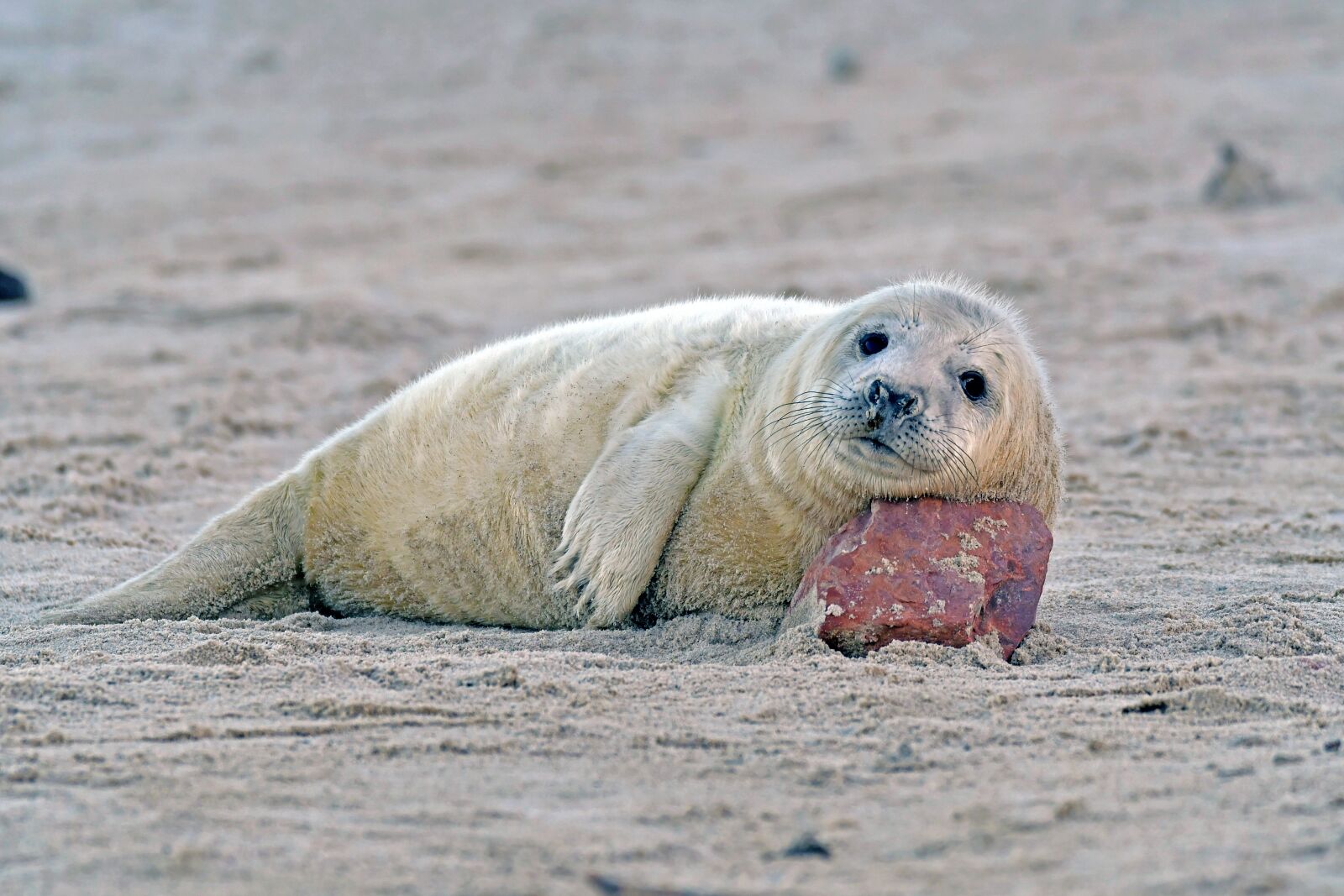 Nikon D500 sample photo. Grey seal, seal baby photography