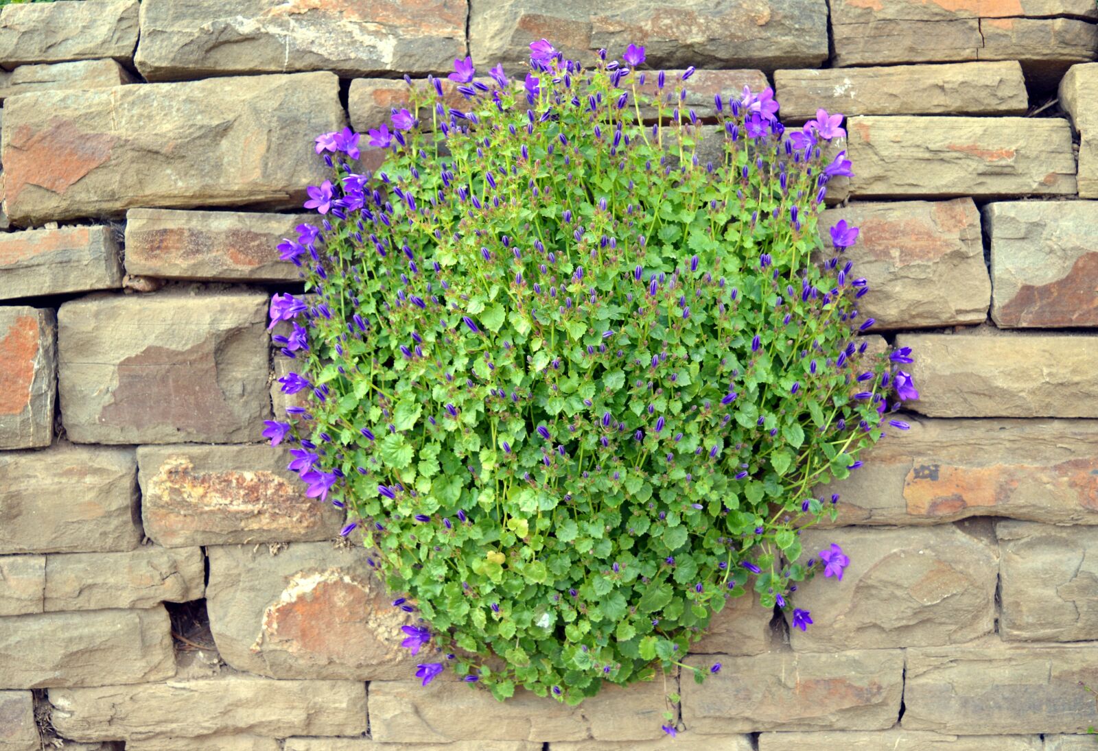 Nikon D3200 sample photo. Bellflower, campanula, blossom photography