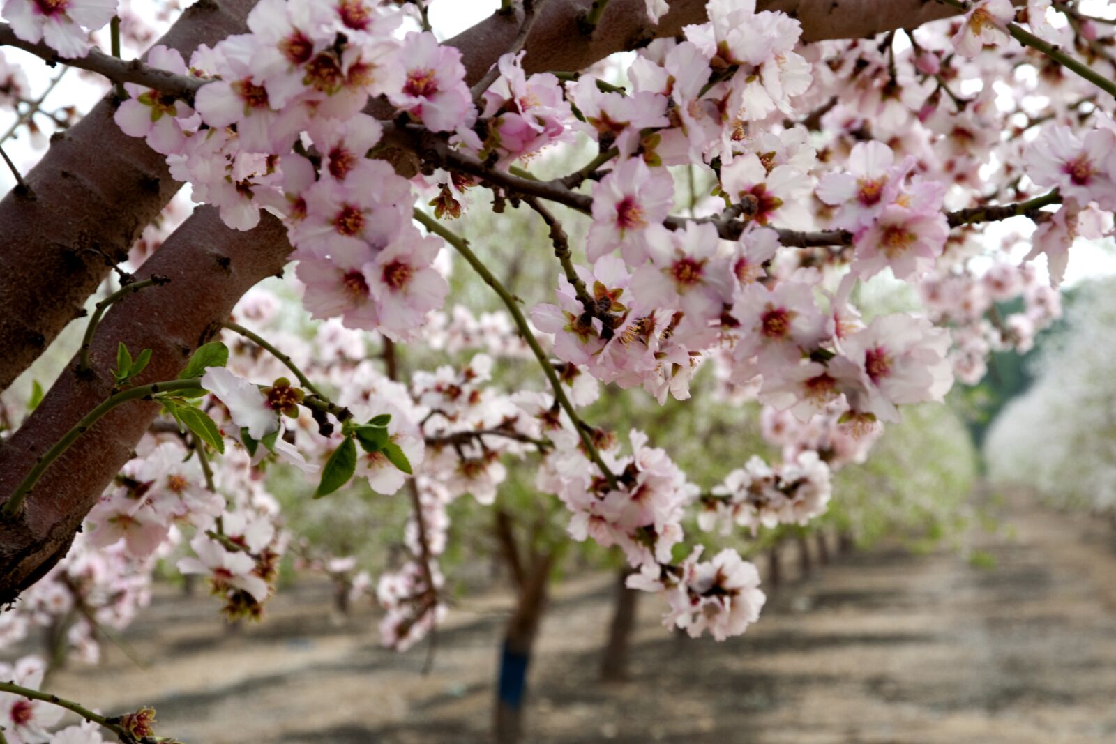 Nikon D90 sample photo. Almonds, flowers, trees photography
