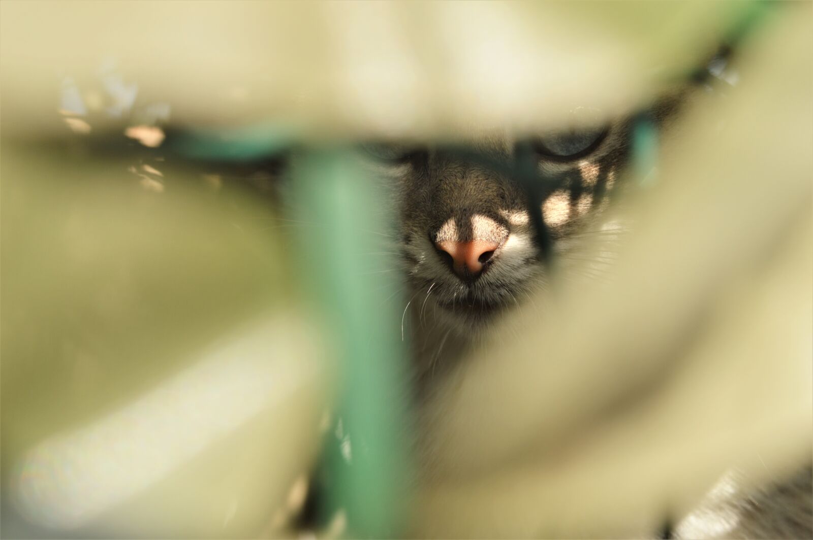 Nikon D3200 sample photo. Cat, animal, animals photography