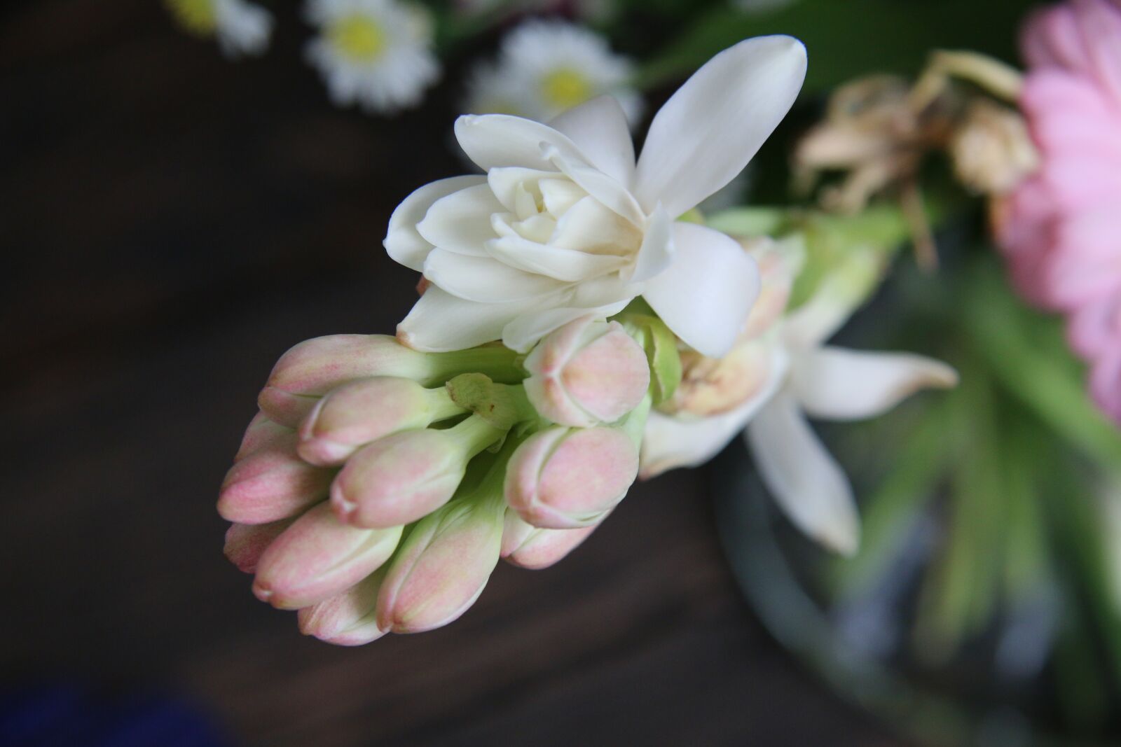 Canon EF-S 17-85mm F4-5.6 IS USM sample photo. Flower, birthday, party photography