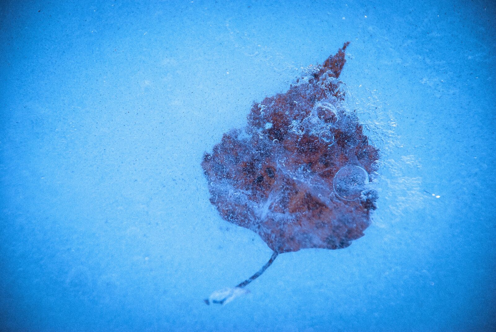 Nikon D80 sample photo. Frozen, ice, winter photography