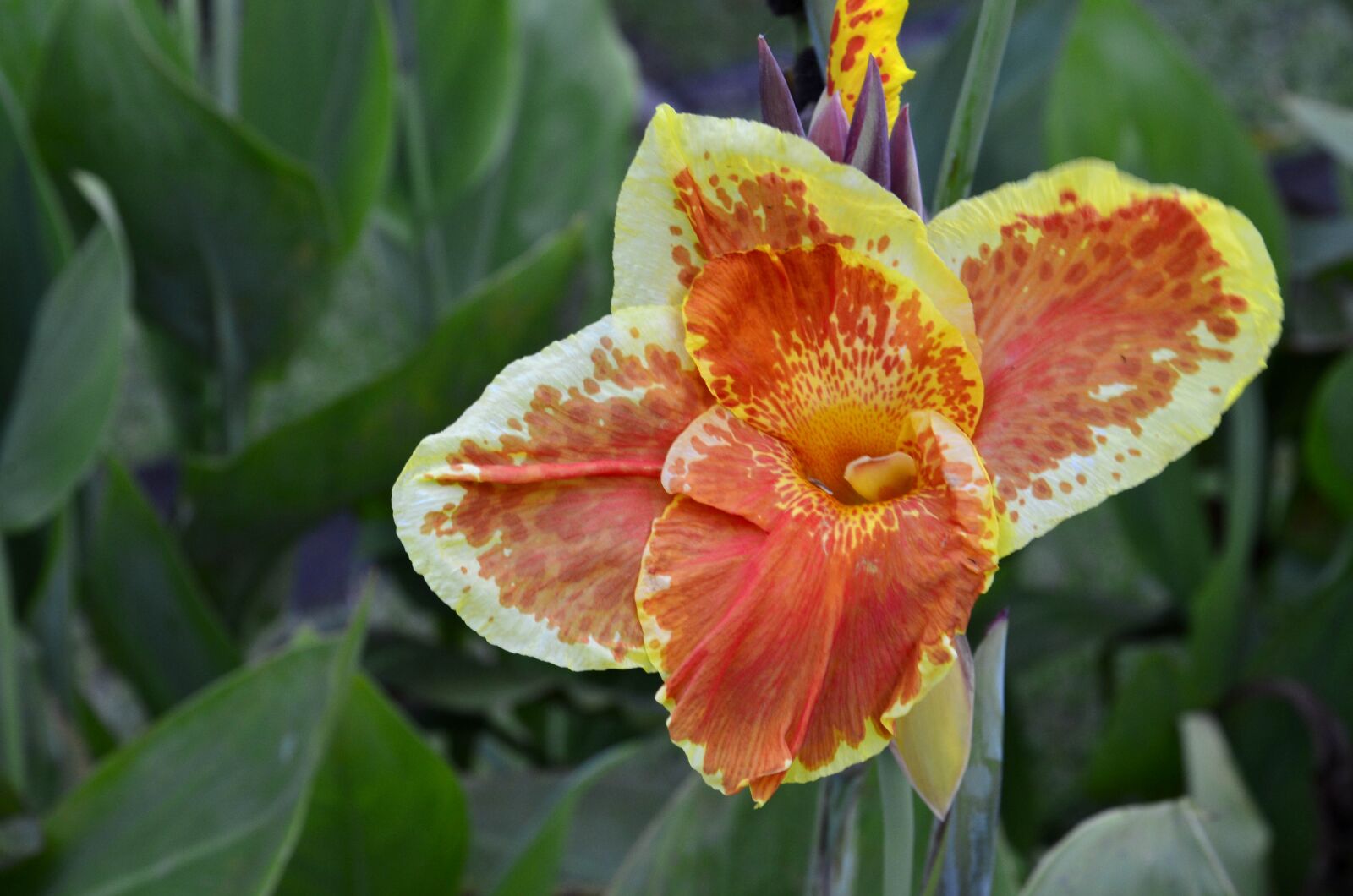 Nikon D7000 sample photo. Plant, nature, flower photography