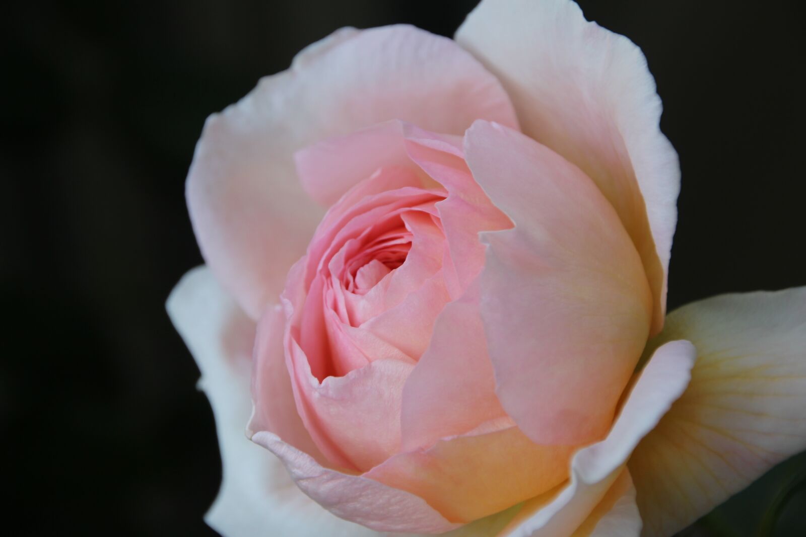 Canon EOS 700D (EOS Rebel T5i / EOS Kiss X7i) sample photo. Rose, flower, blossom photography