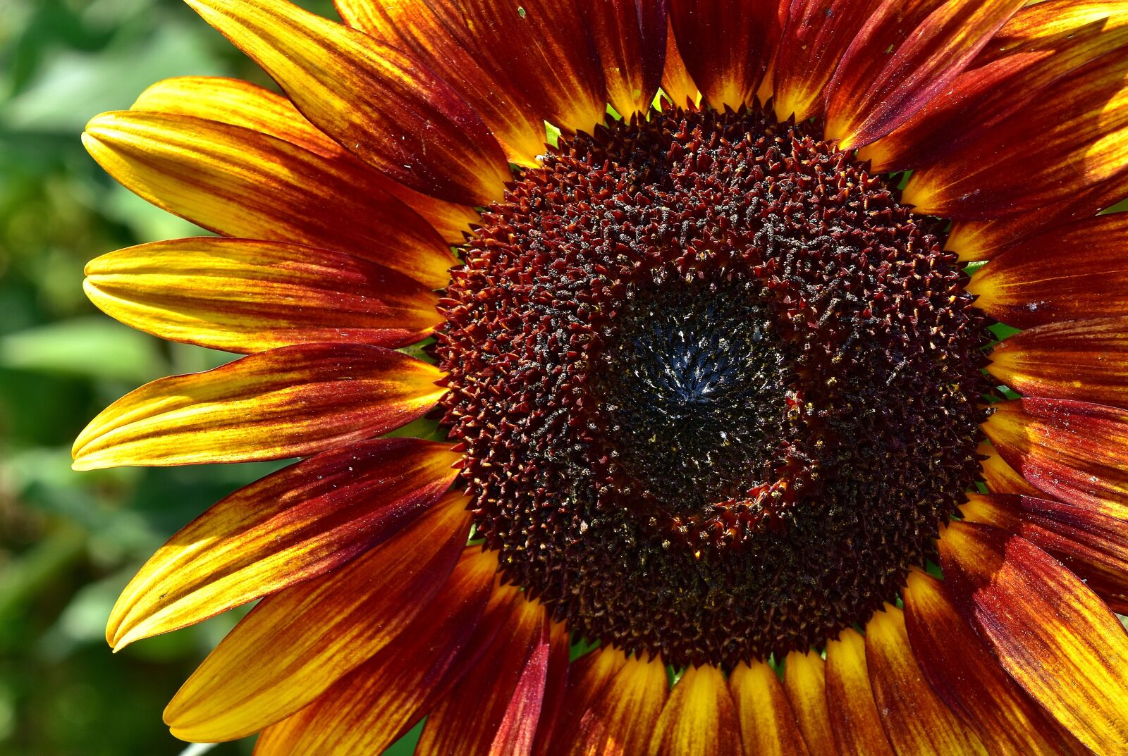 Nikon D7200 sample photo. Sunflower, summer, garden photography