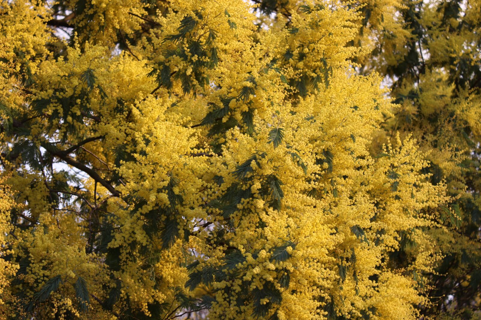 Canon EOS 100D (EOS Rebel SL1 / EOS Kiss X7) sample photo. Mimosa, flowers, flower photography