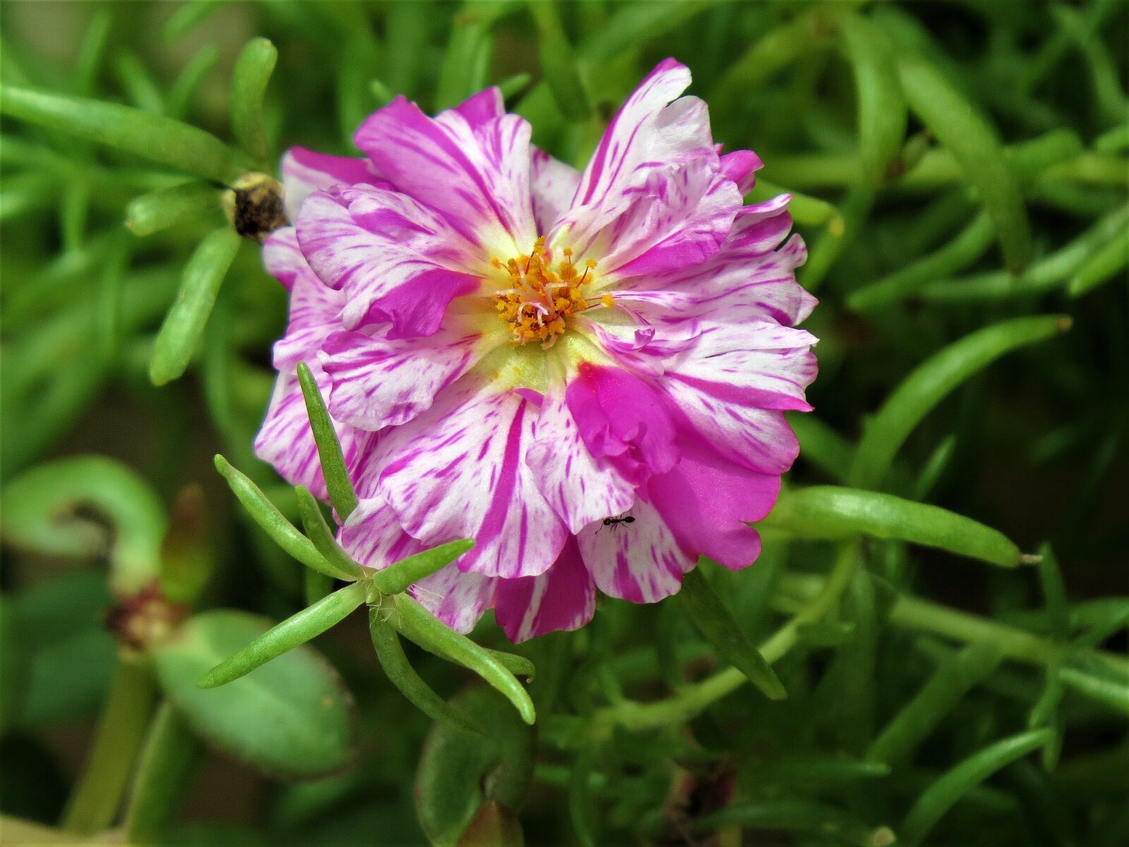 Canon PowerShot SX50 HS sample photo. Flower, pink, white photography