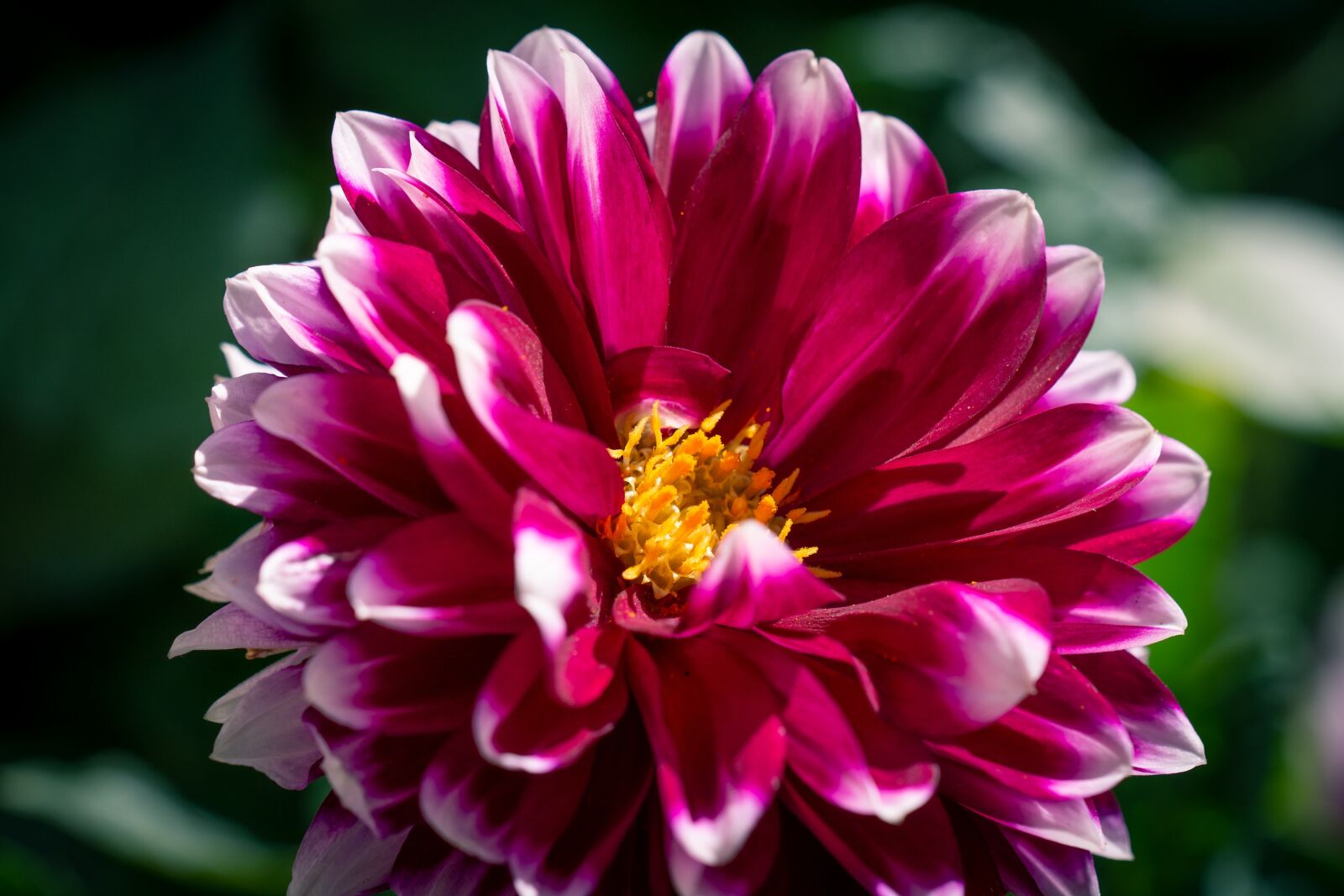 Nikon D7100 sample photo. Dahlia, flower, blossom photography