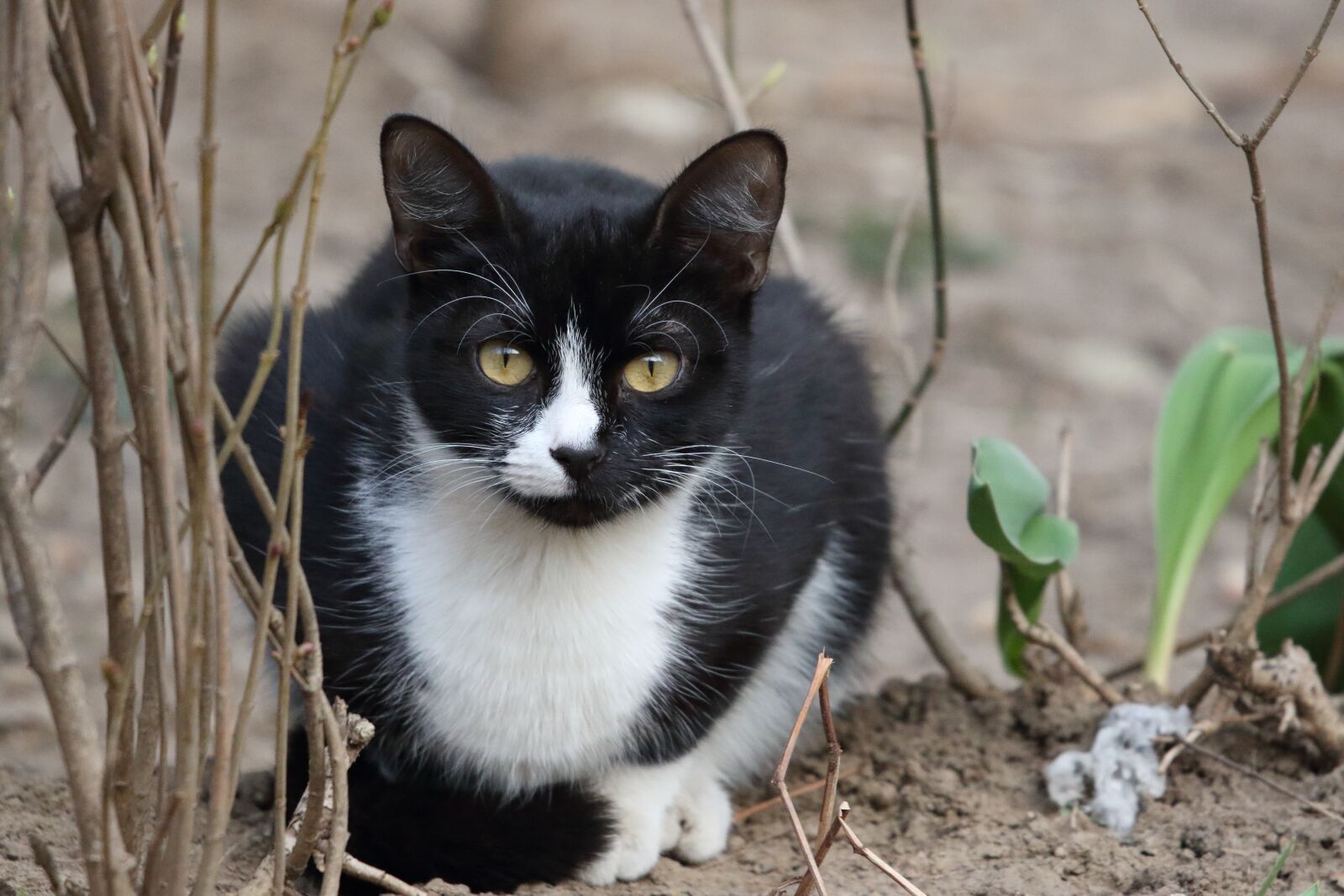 Sigma 100-400mm F5-6.3 DG OS HSM sample photo. Cat, garden, bush photography