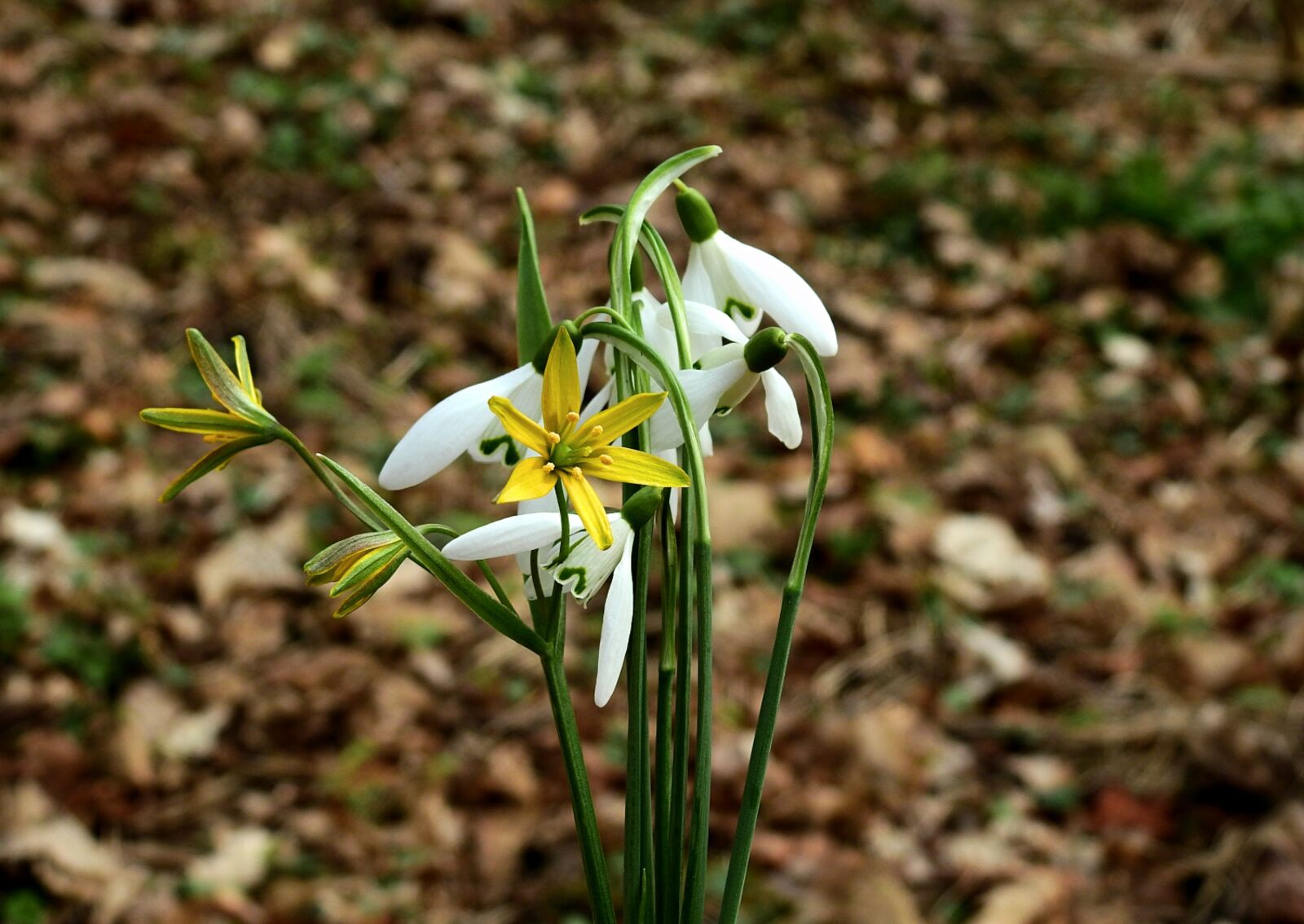 Nikon Coolpix P900 sample photo. Flowers, nature, beauty photography