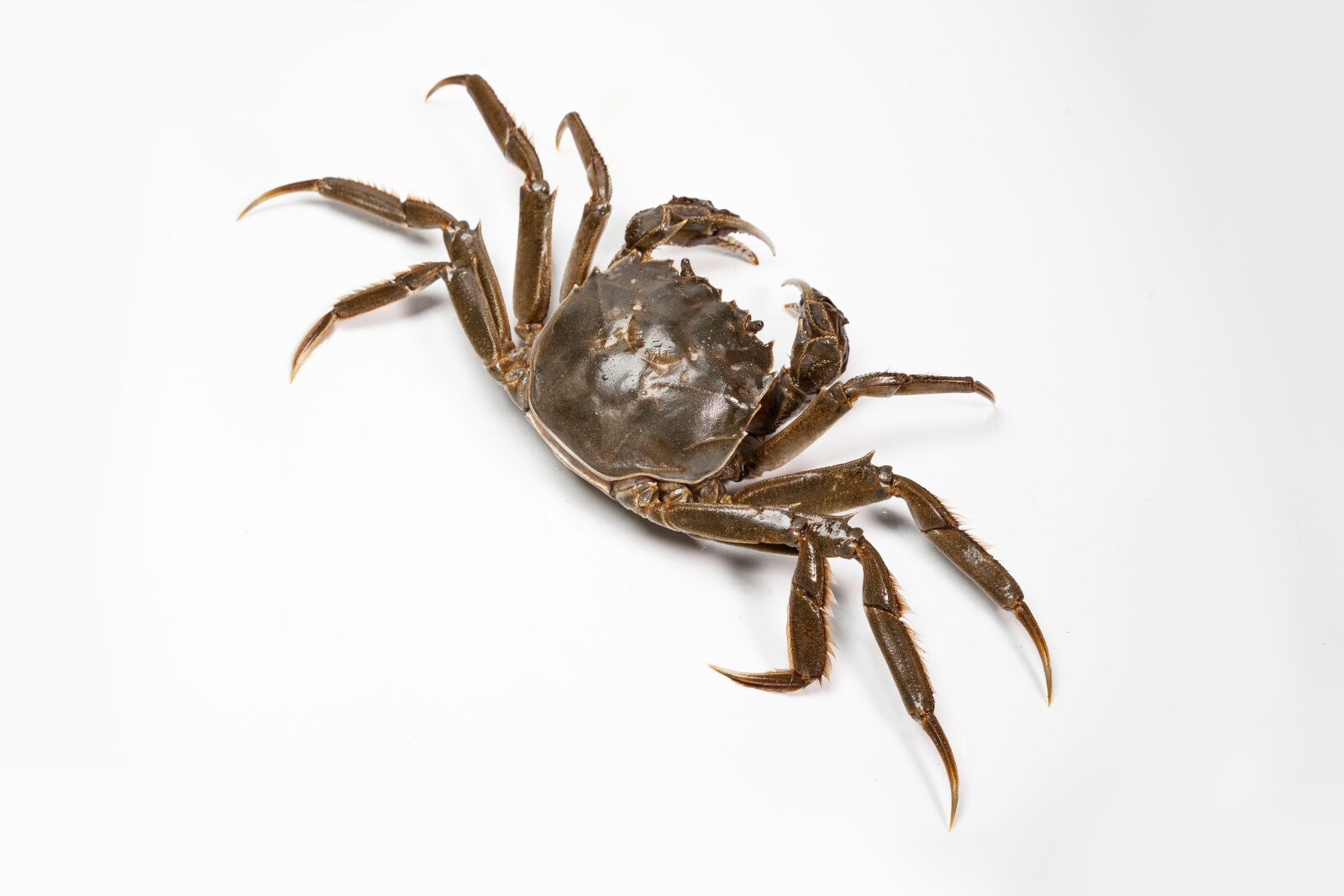 Canon EOS 5D Mark II sample photo. Crabs, china, autumn photography