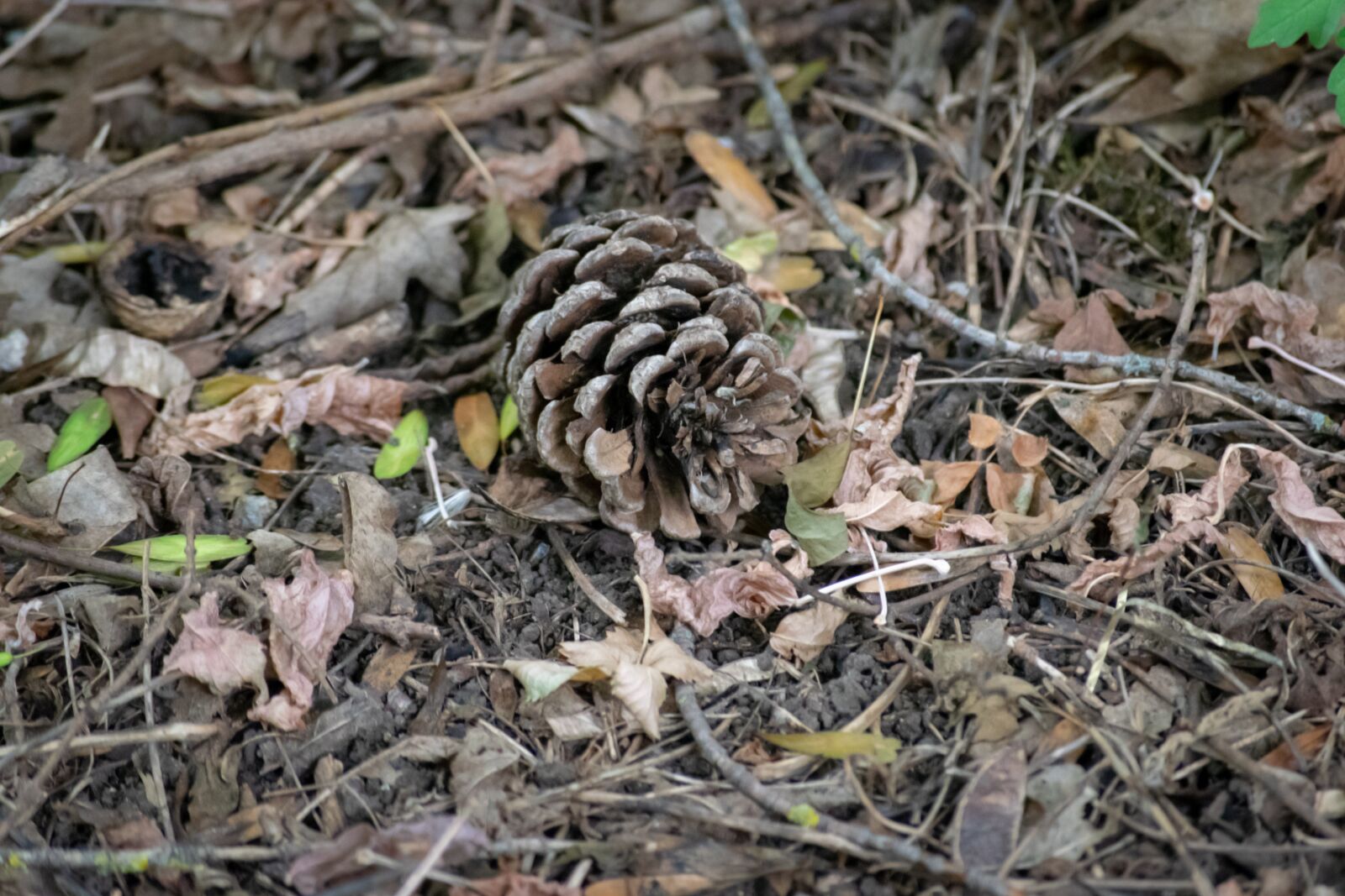 Nikon D3300 sample photo. Forest, nature, fall photography