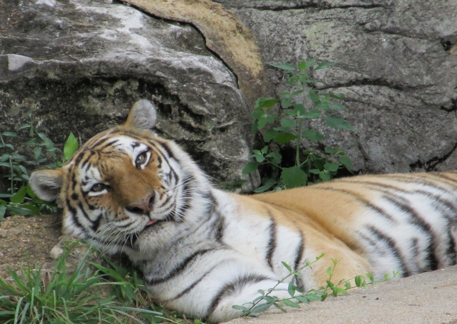 Canon PowerShot SX130 IS sample photo. Tiger, relaxing, resting photography
