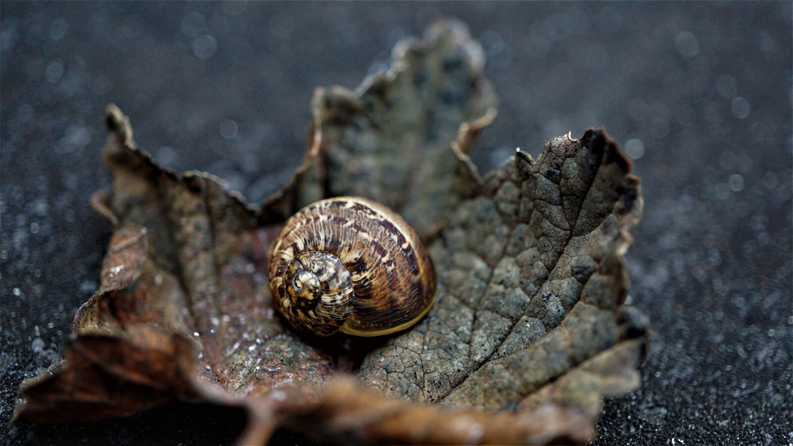 Sony E 30mm F3.5 Macro sample photo. Background, autumn, dark photography
